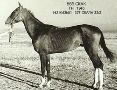 Skak
