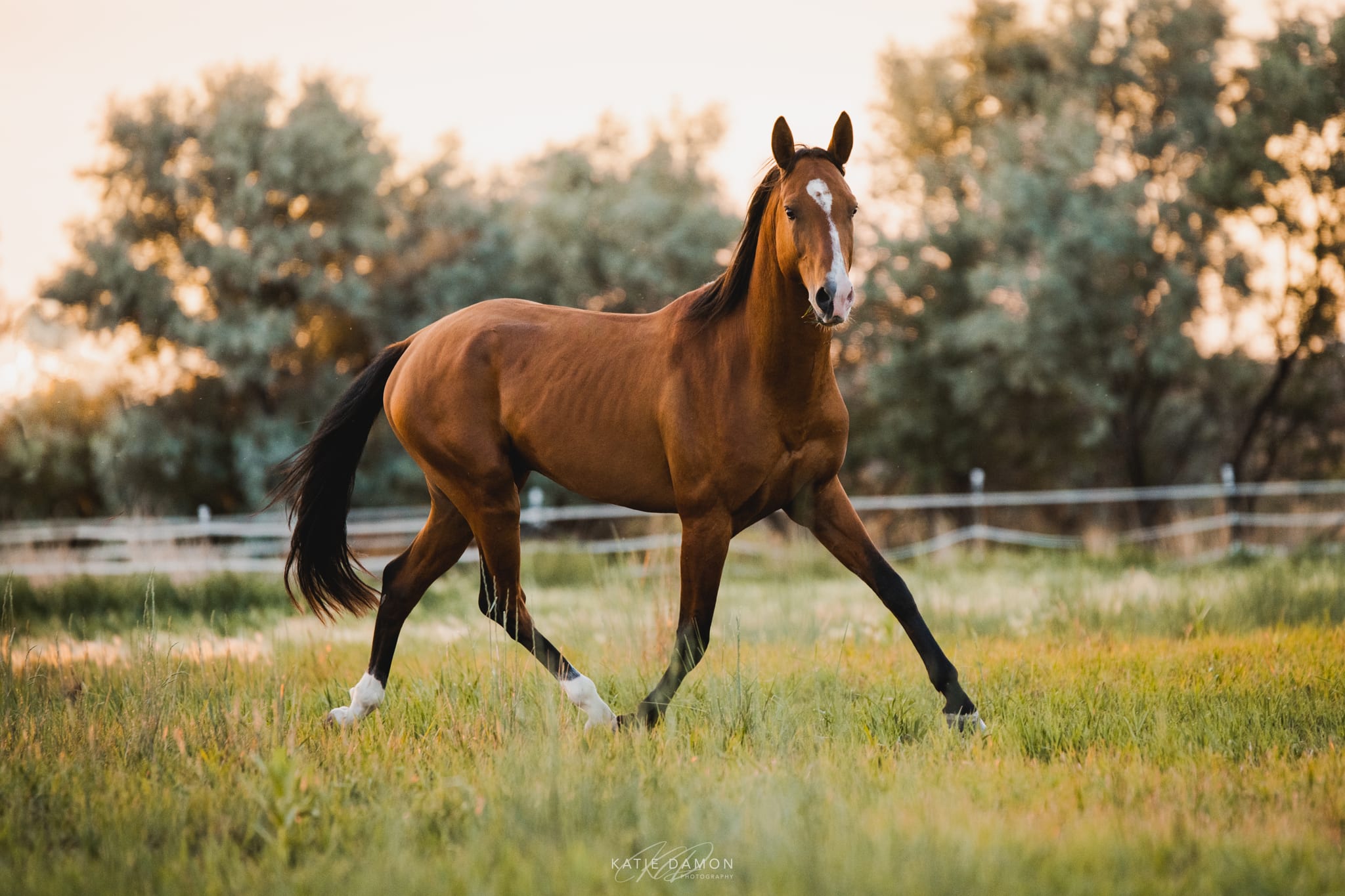 Kerkav, Akhal-Teke stallion
