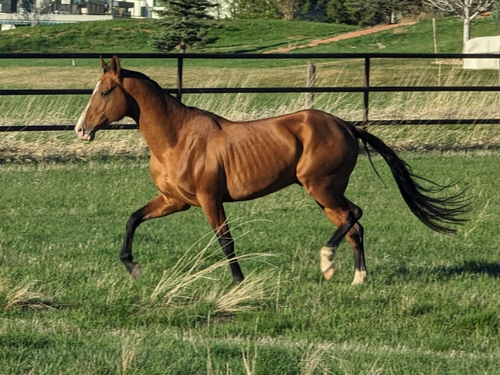 Kerkav, Akhal-Teke stallion