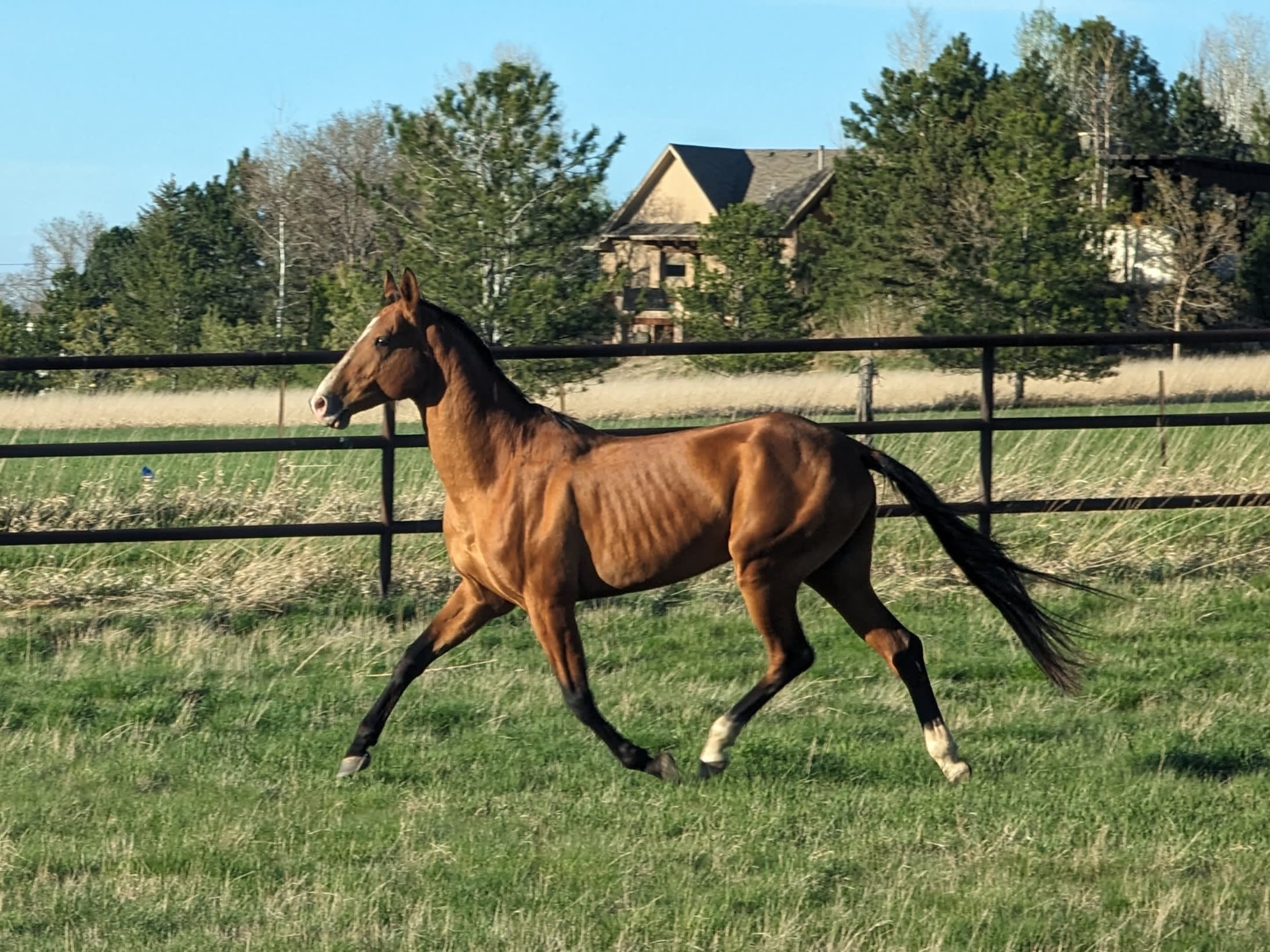 Kerkav, Akhal-Teke stallion