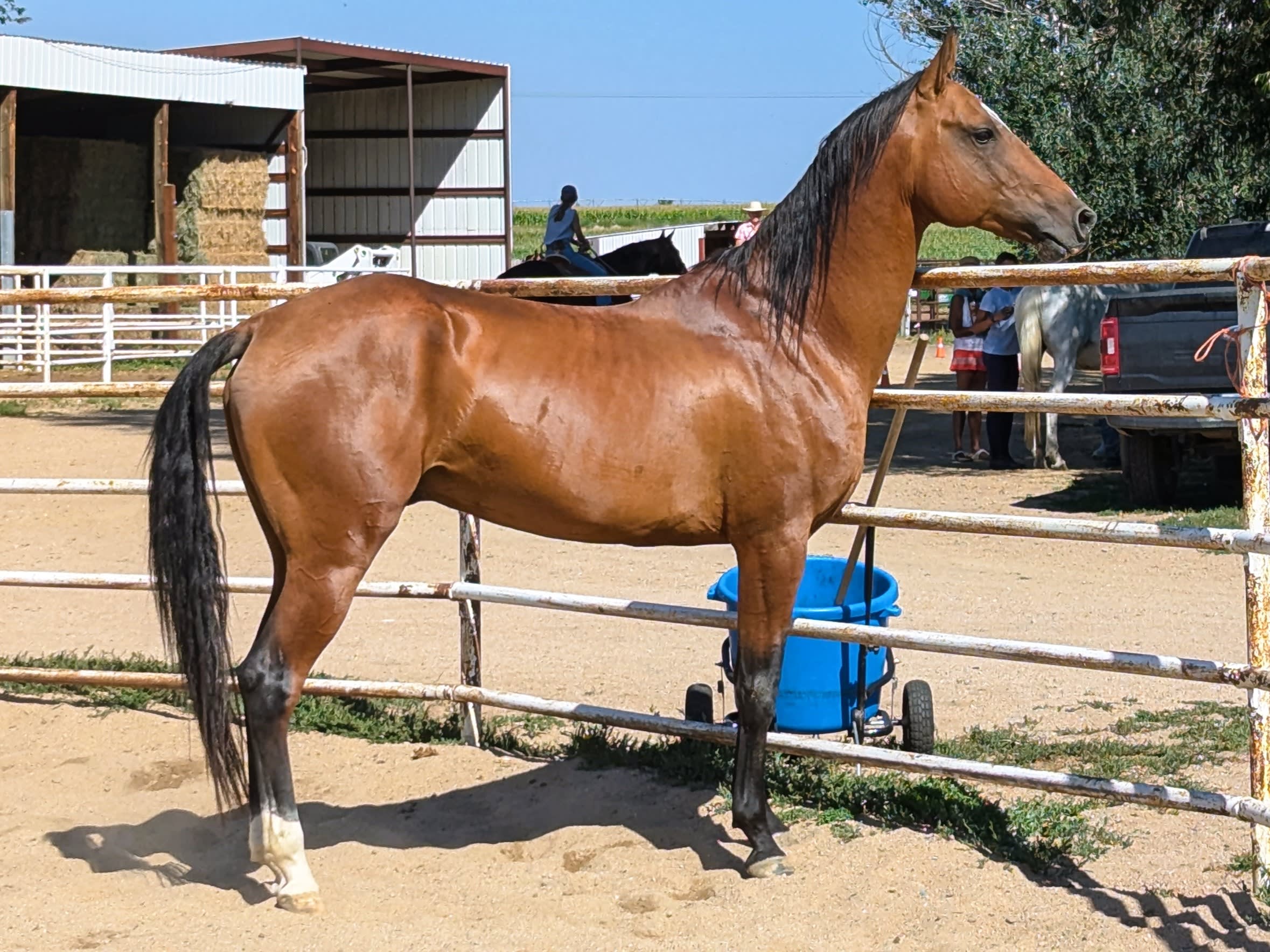 Kerkav, Akhal-Teke stallion