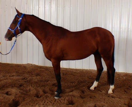 Kerkav, Akhal-Teke stallion