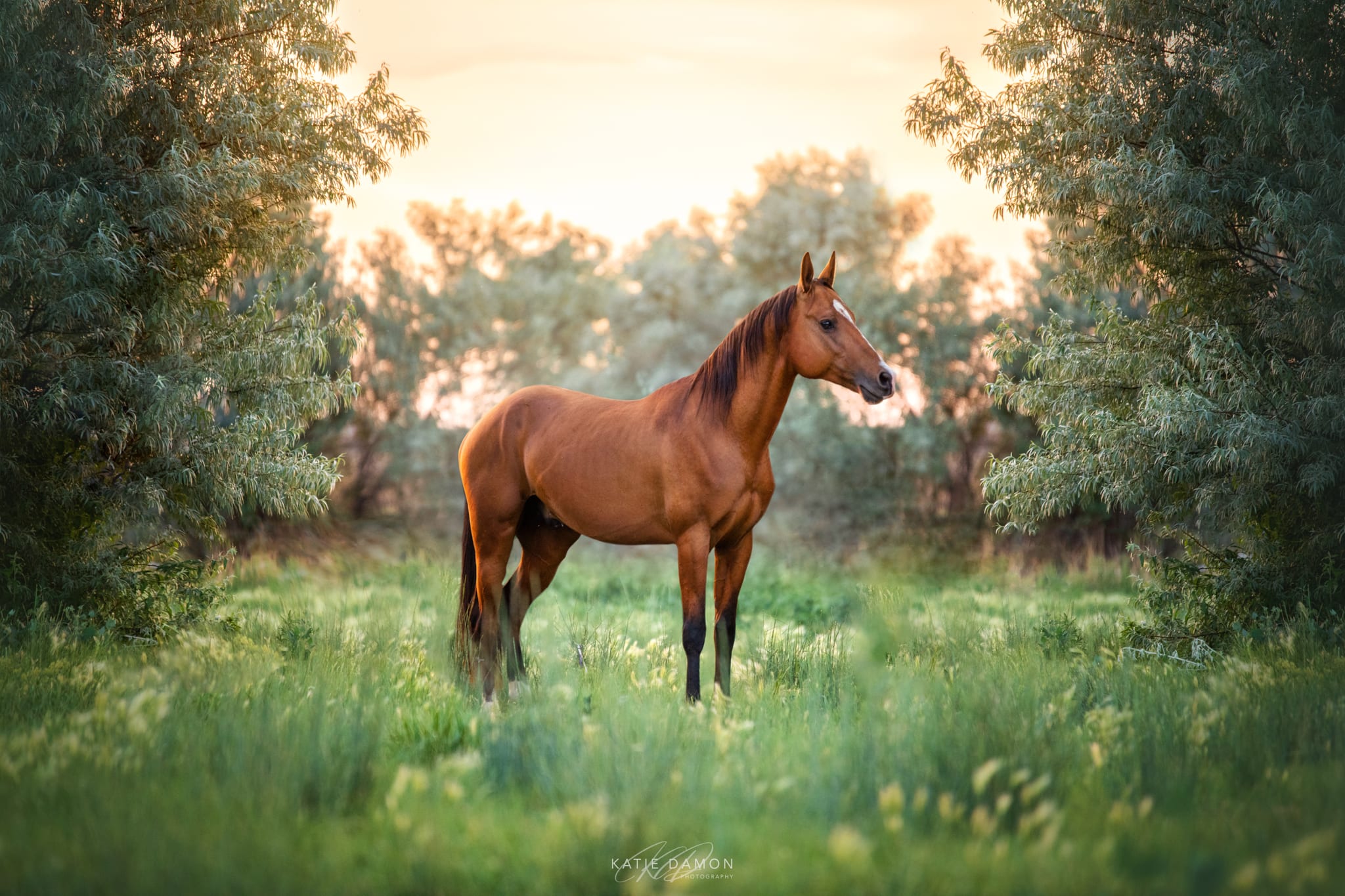 Kerkav, Akhal-Teke stallion