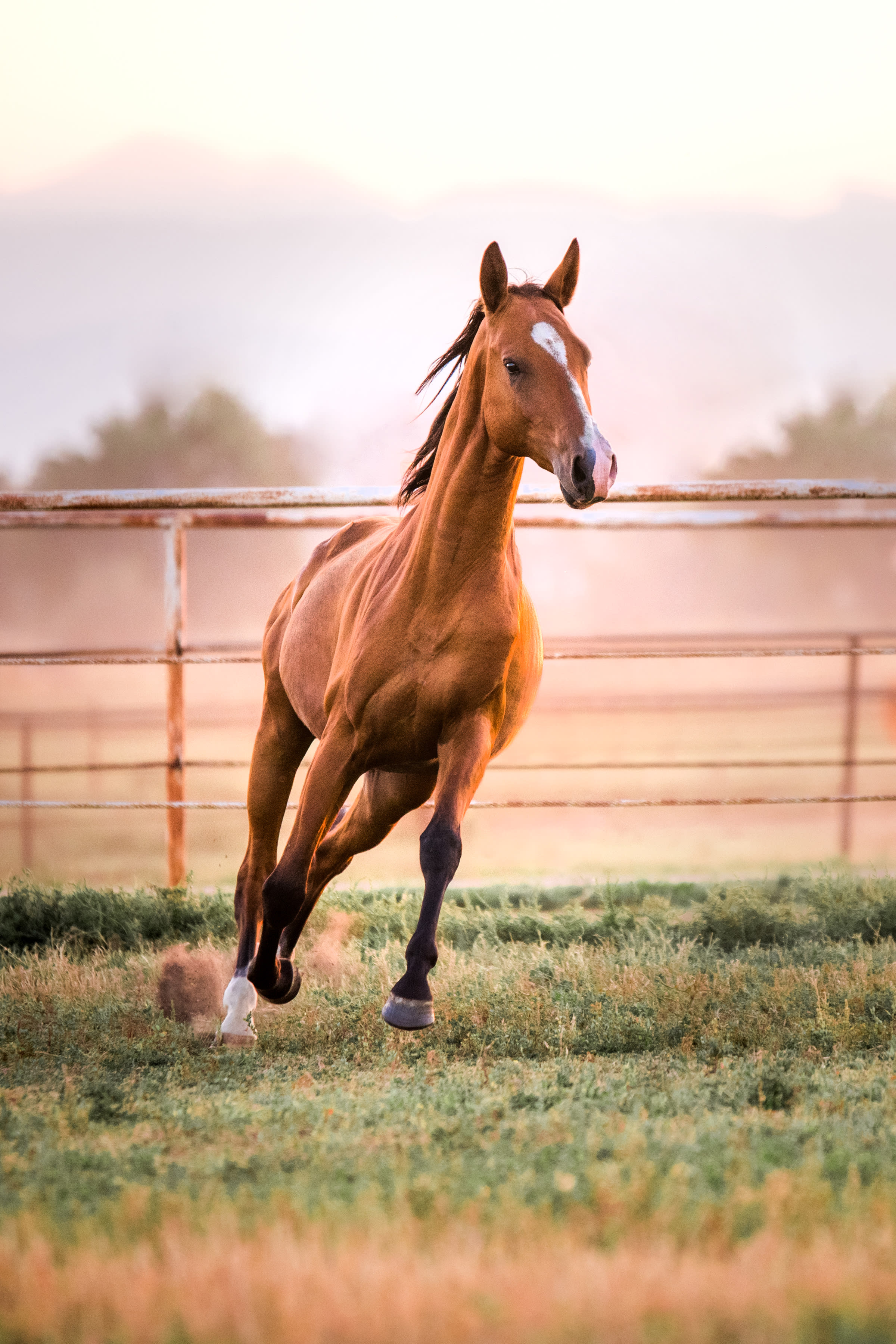 Kerkav, Akhal-Teke stallion