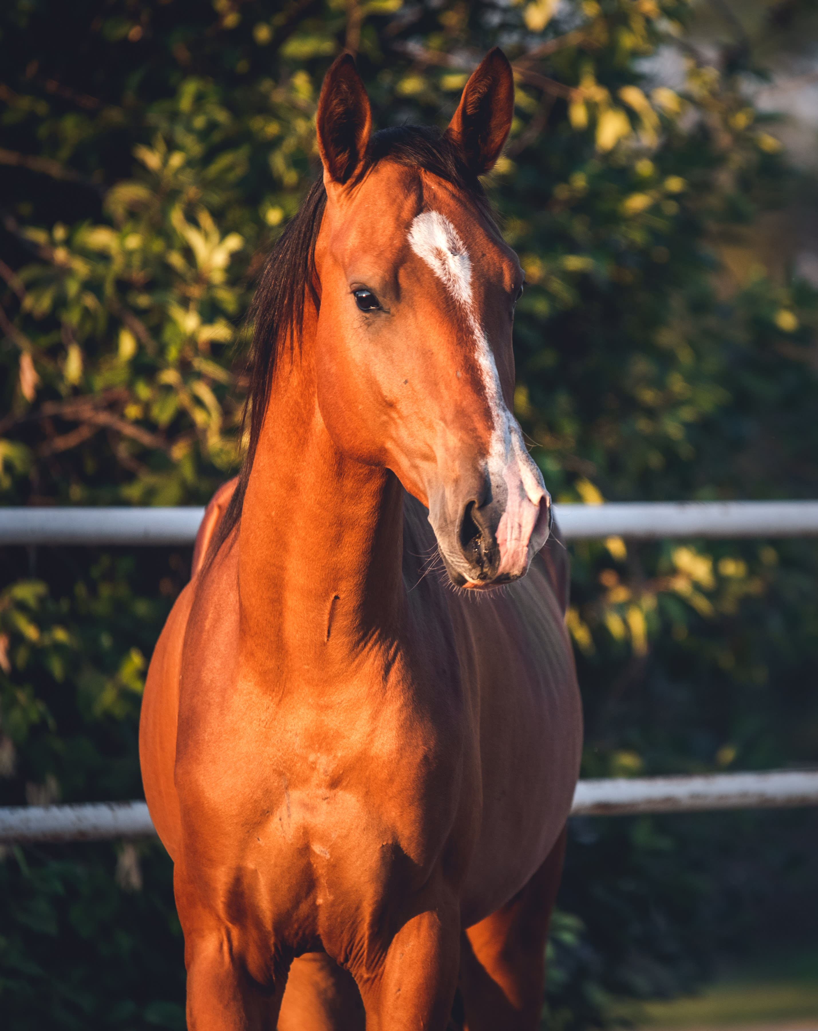 Kerkav, Akhal-Teke stallion
