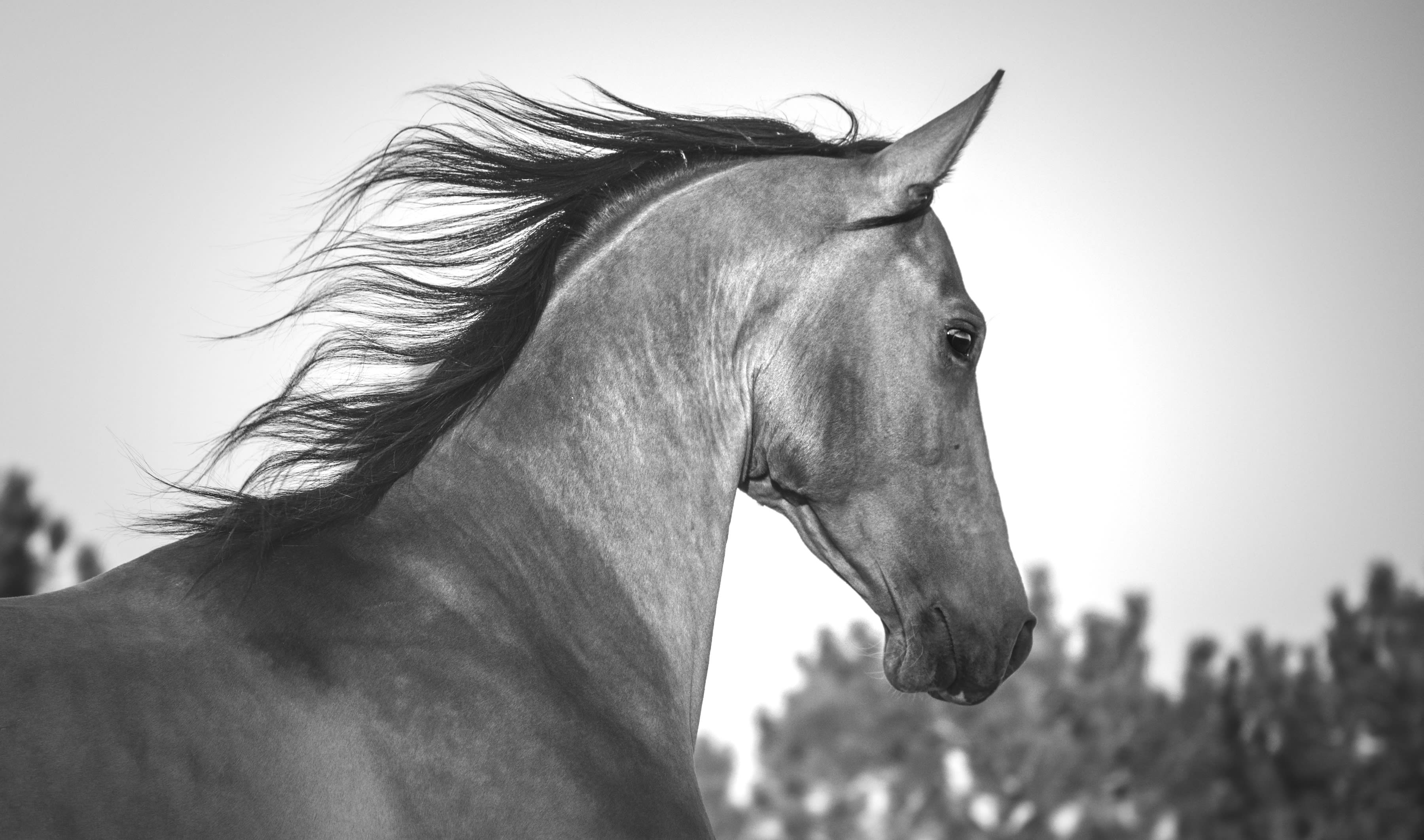 Kerkav, Akhal-Teke stallion