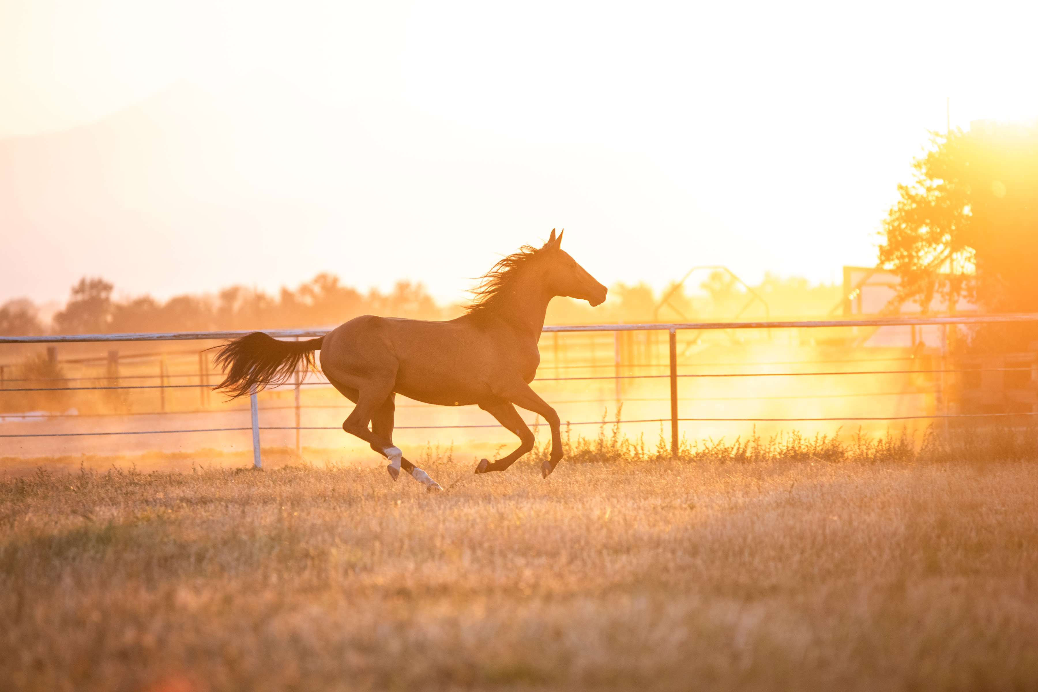 Kerkav, Akhal-Teke stallion