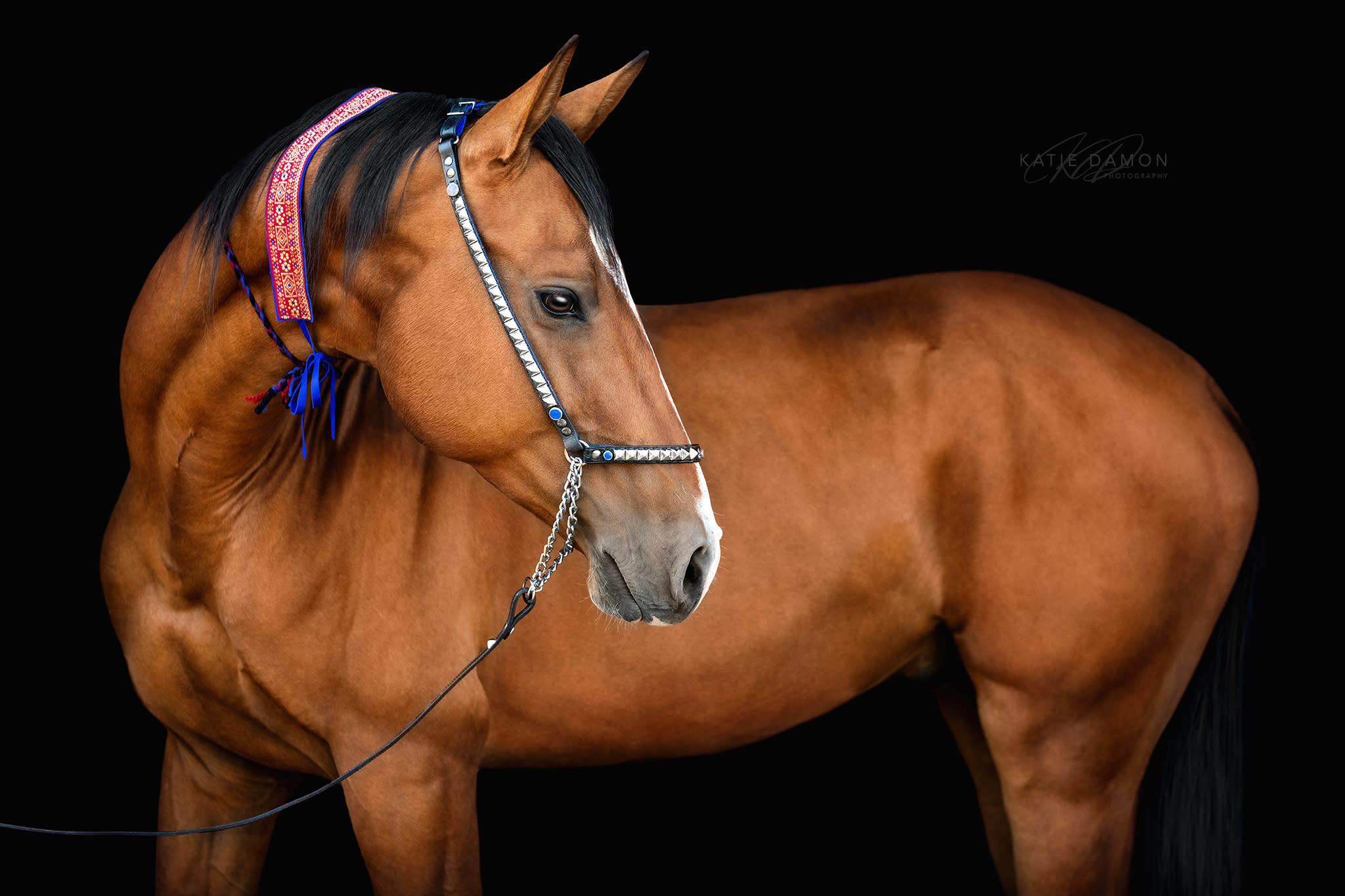 Kerkav, Akhal-Teke stallion