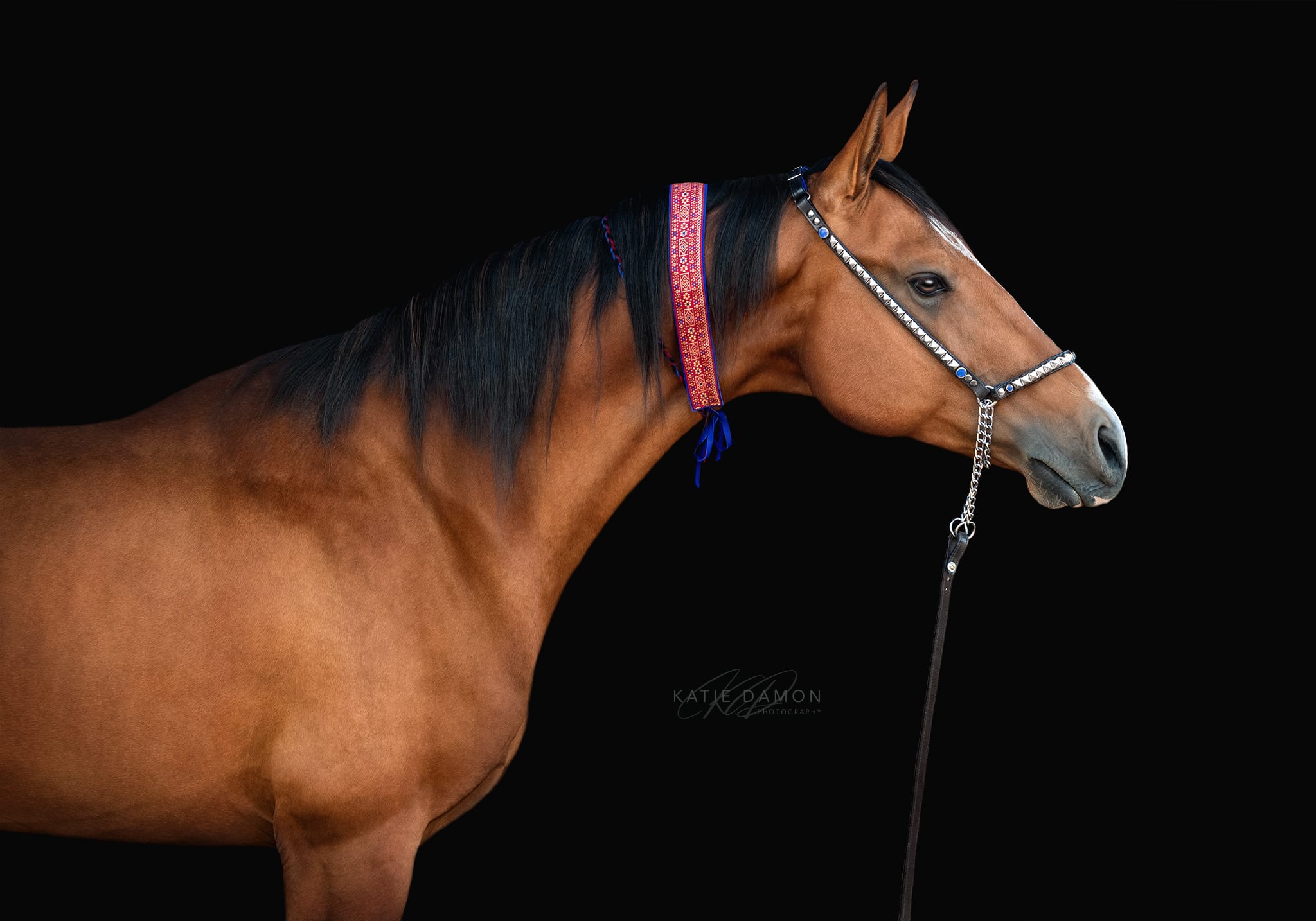 Kerkav, Akhal-Teke stallion