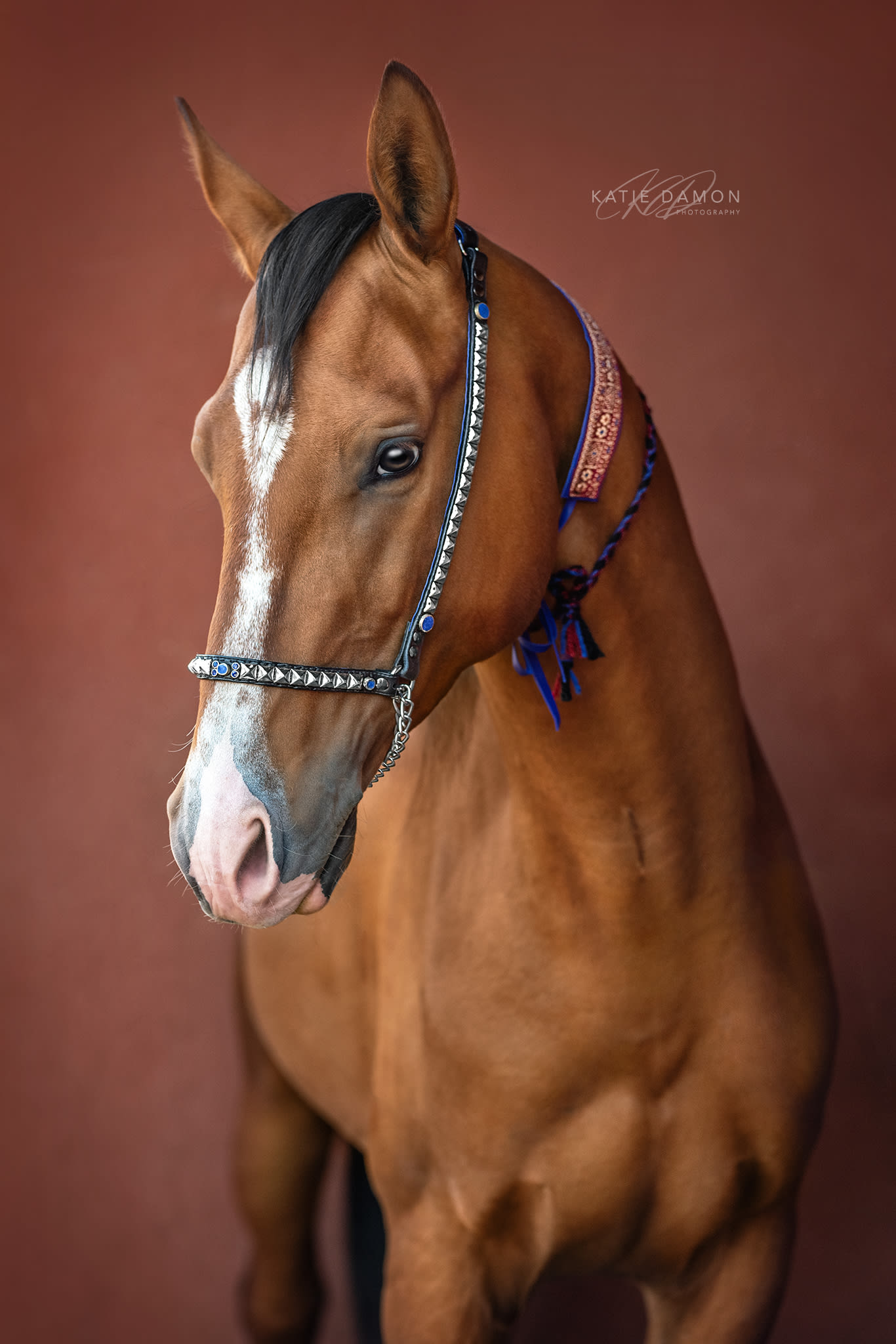 Kerkav, Akhal-Teke stallion