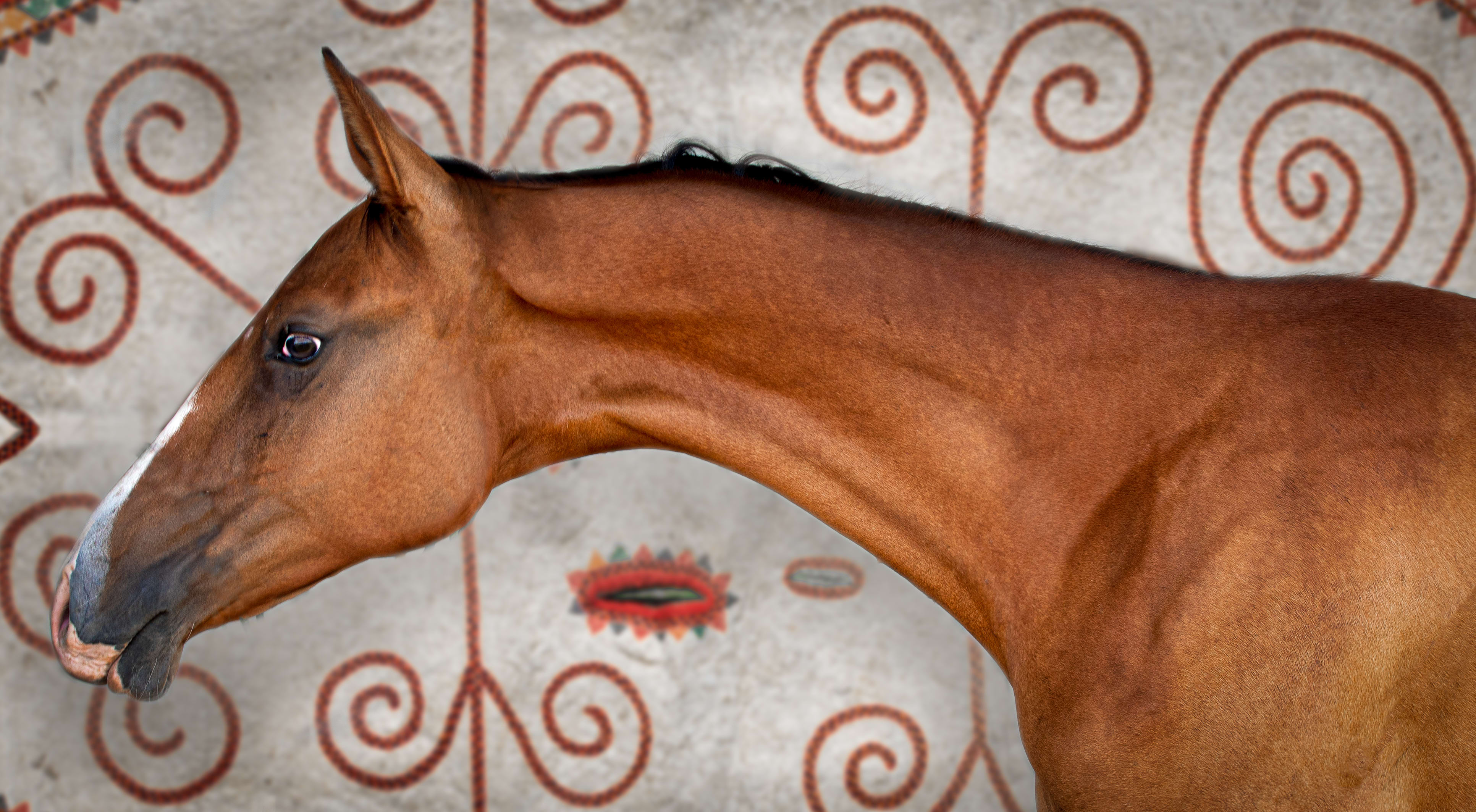 Kerkav, Akhal-Teke stallion