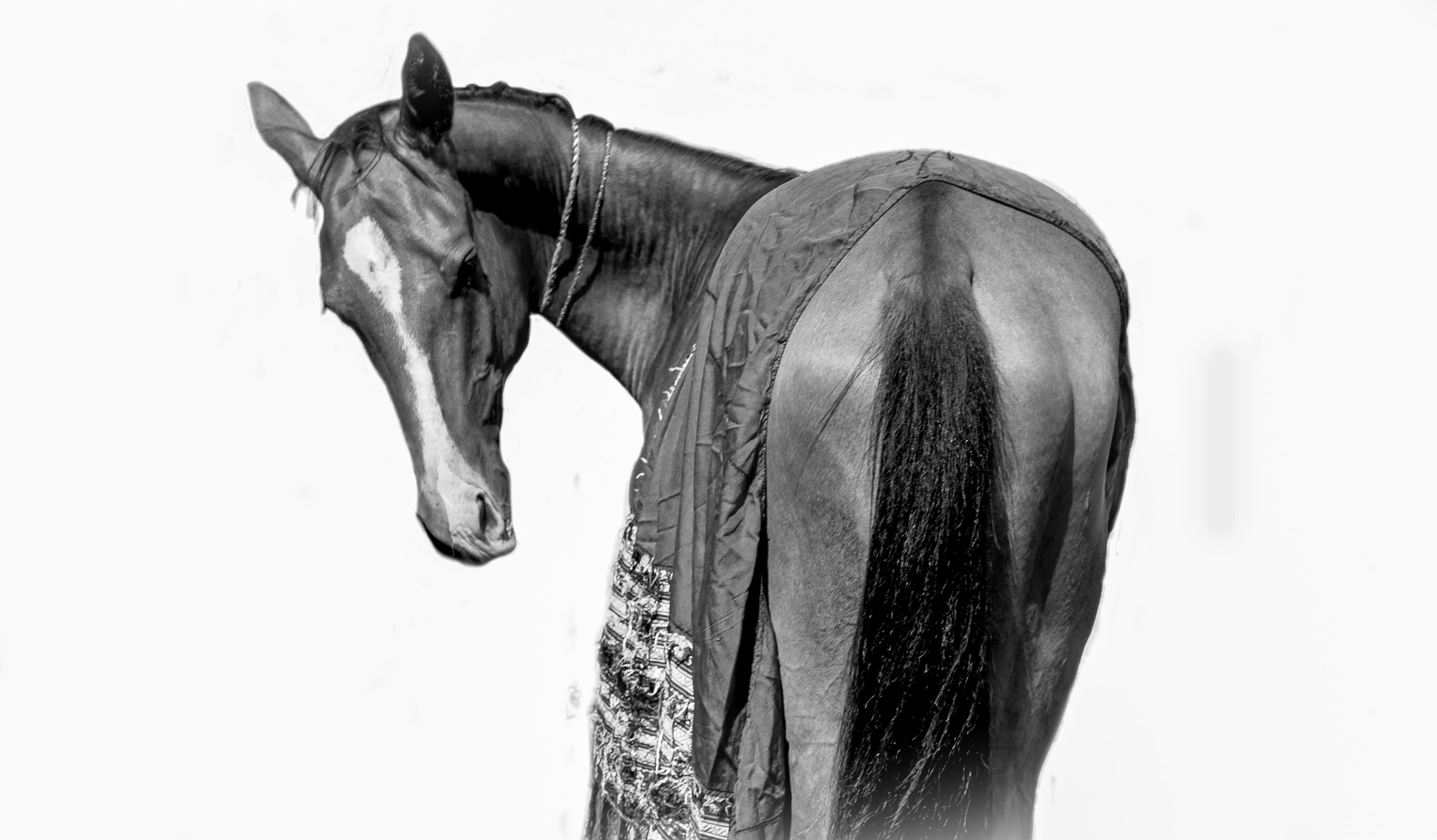 Kerkav, Akhal-Teke stallion