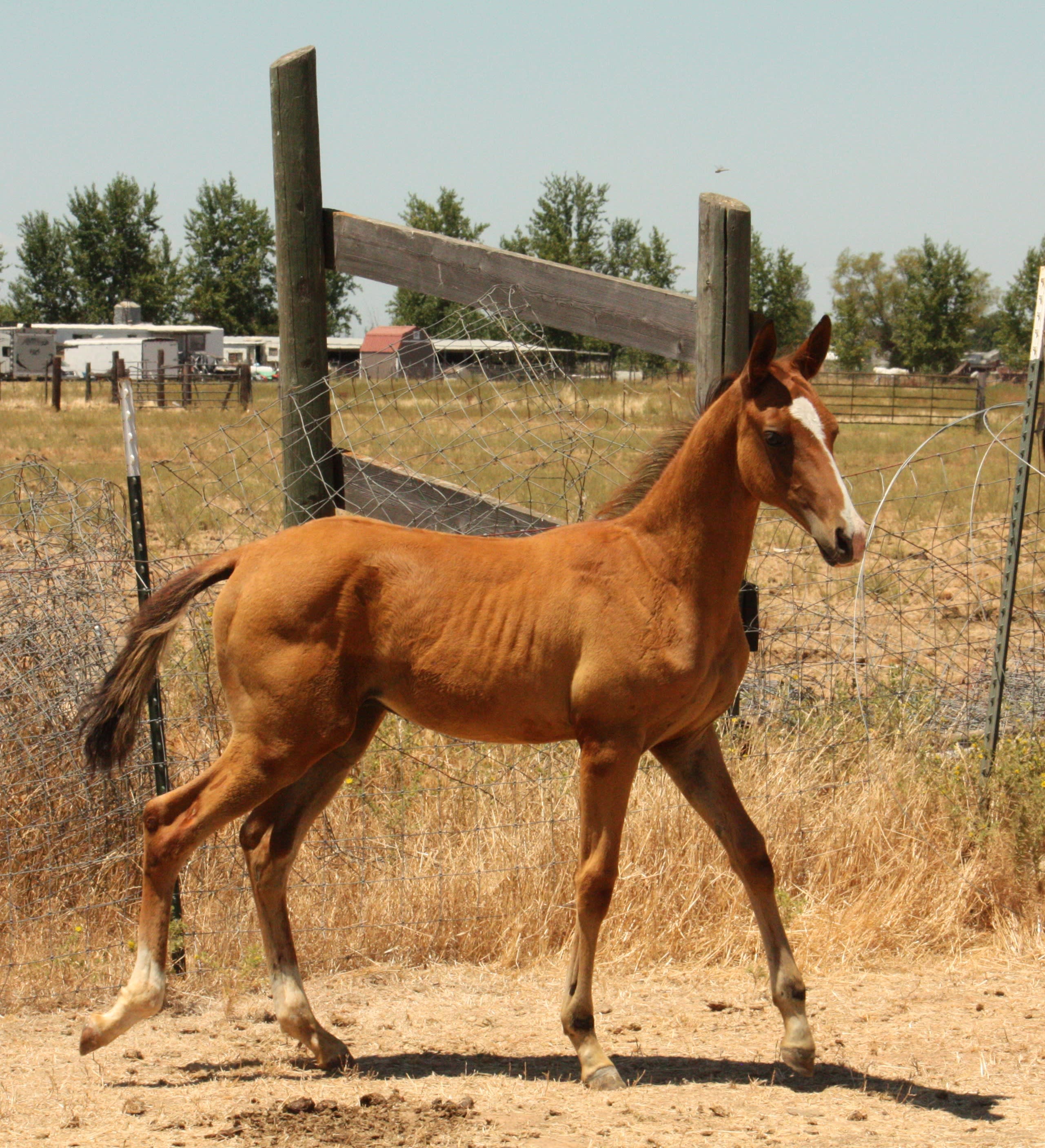 Kerkav, Akhal-Teke stallion