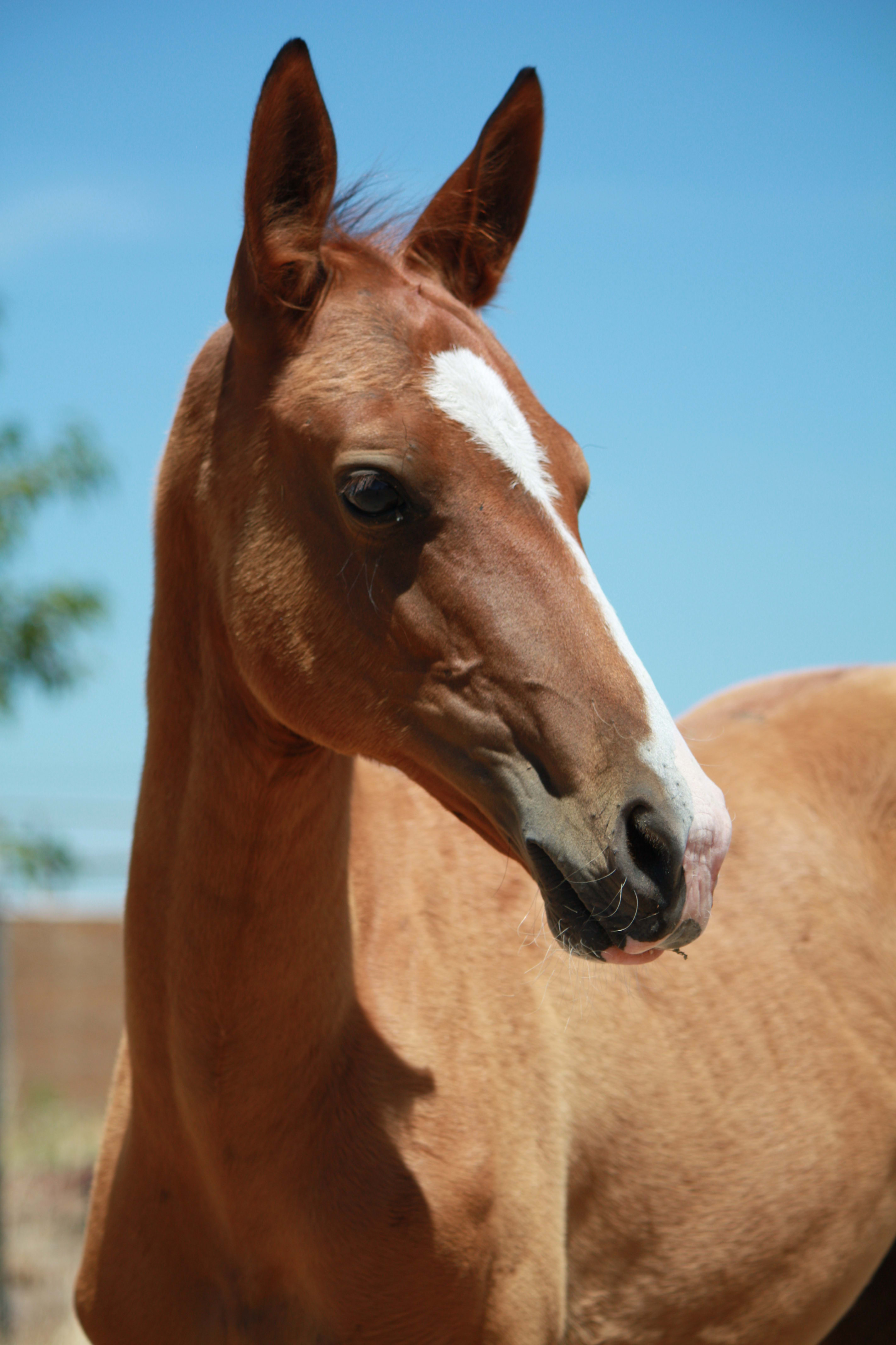 Kerkav, Akhal-Teke stallion
