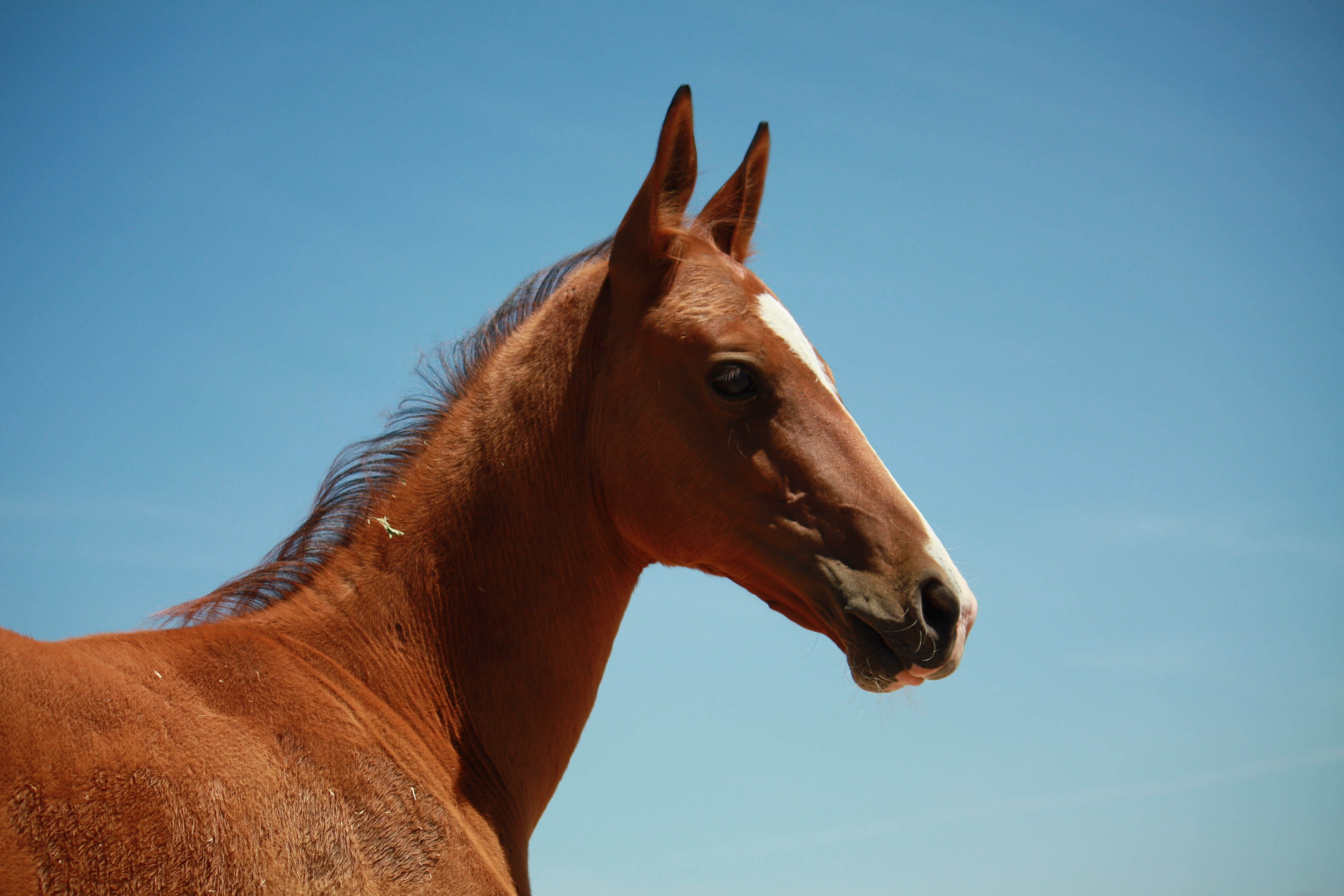 Kerkav, Akhal-Teke stallion
