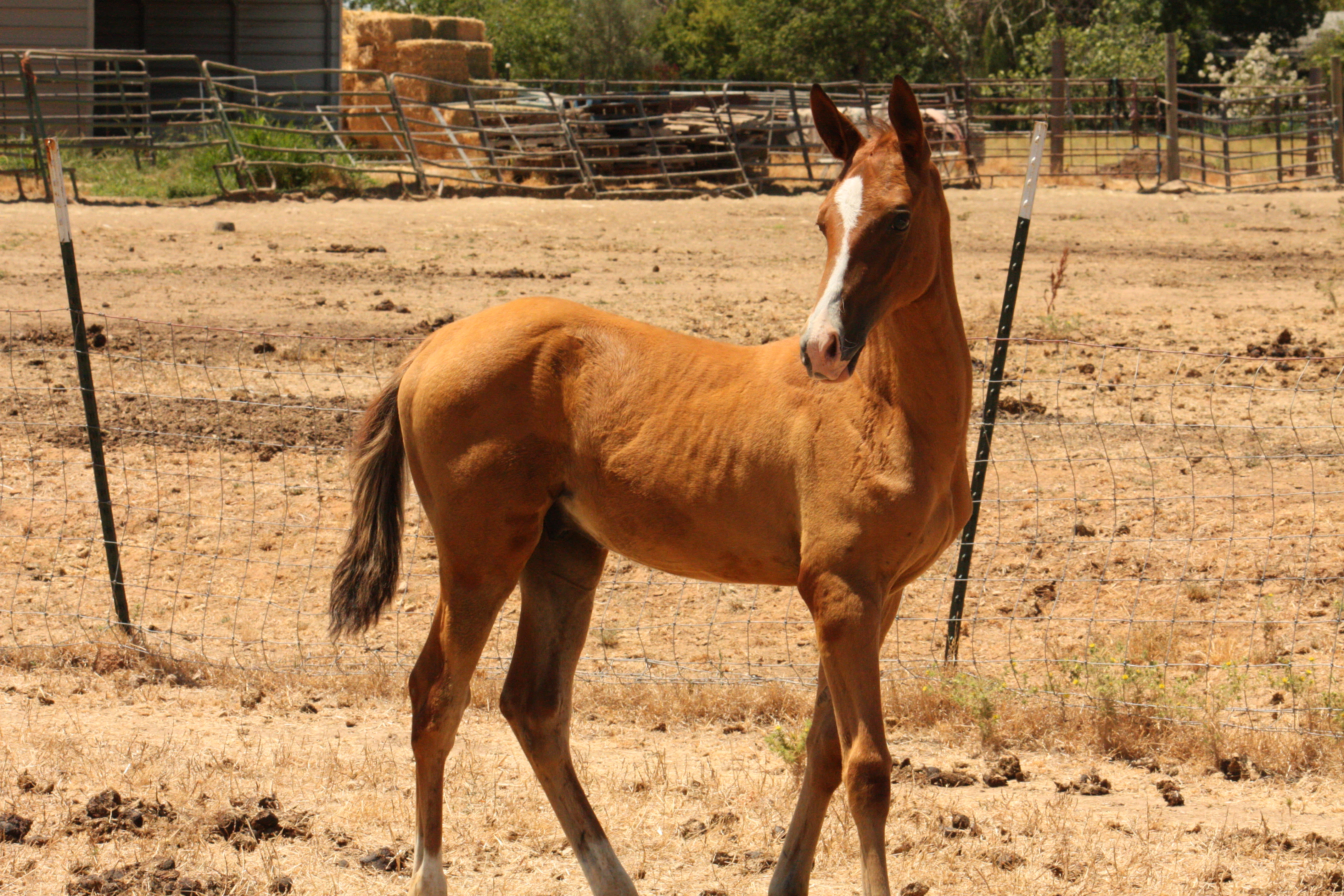 Kerkav, Akhal-Teke stallion