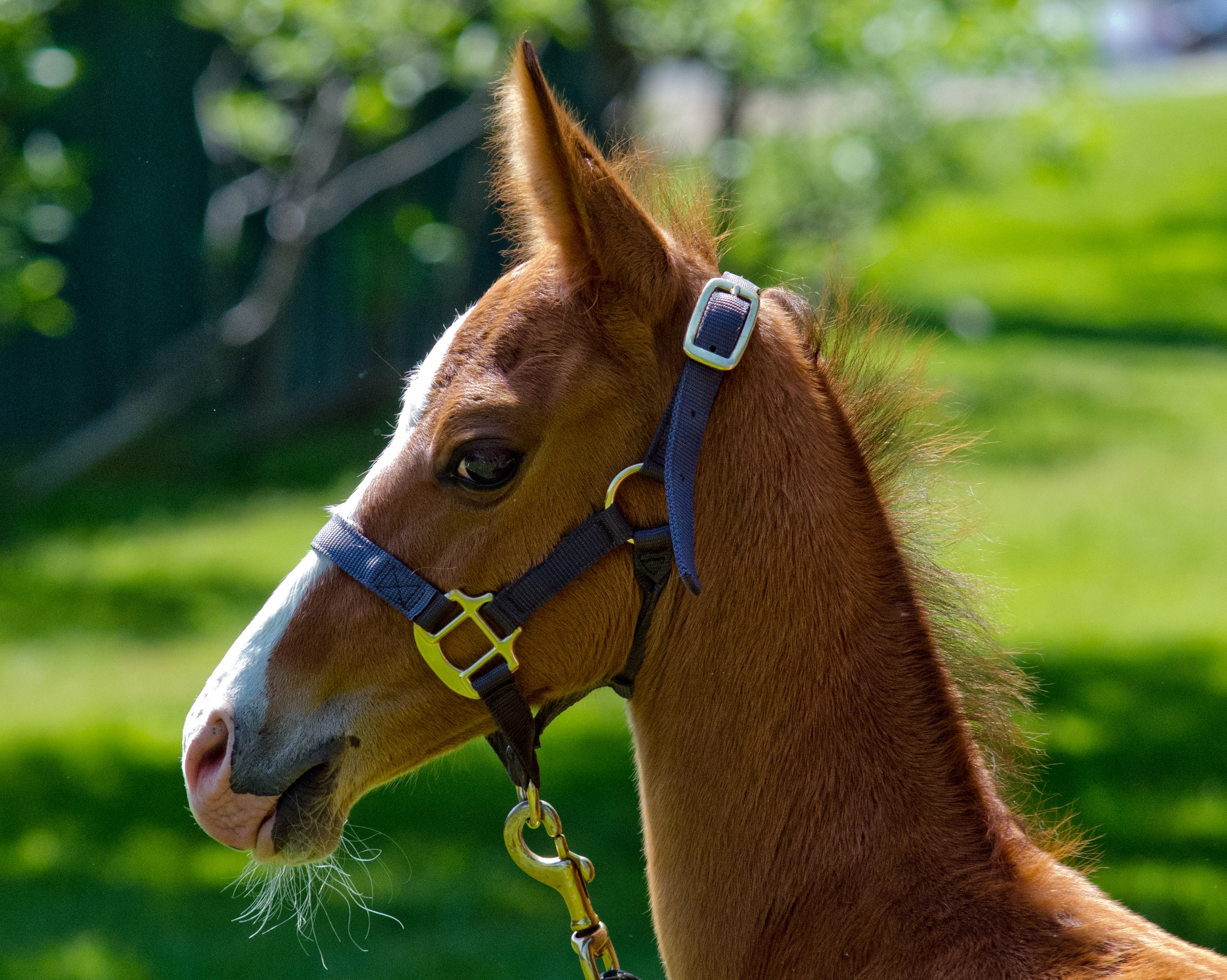 Kerkav, Akhal-Teke stallion