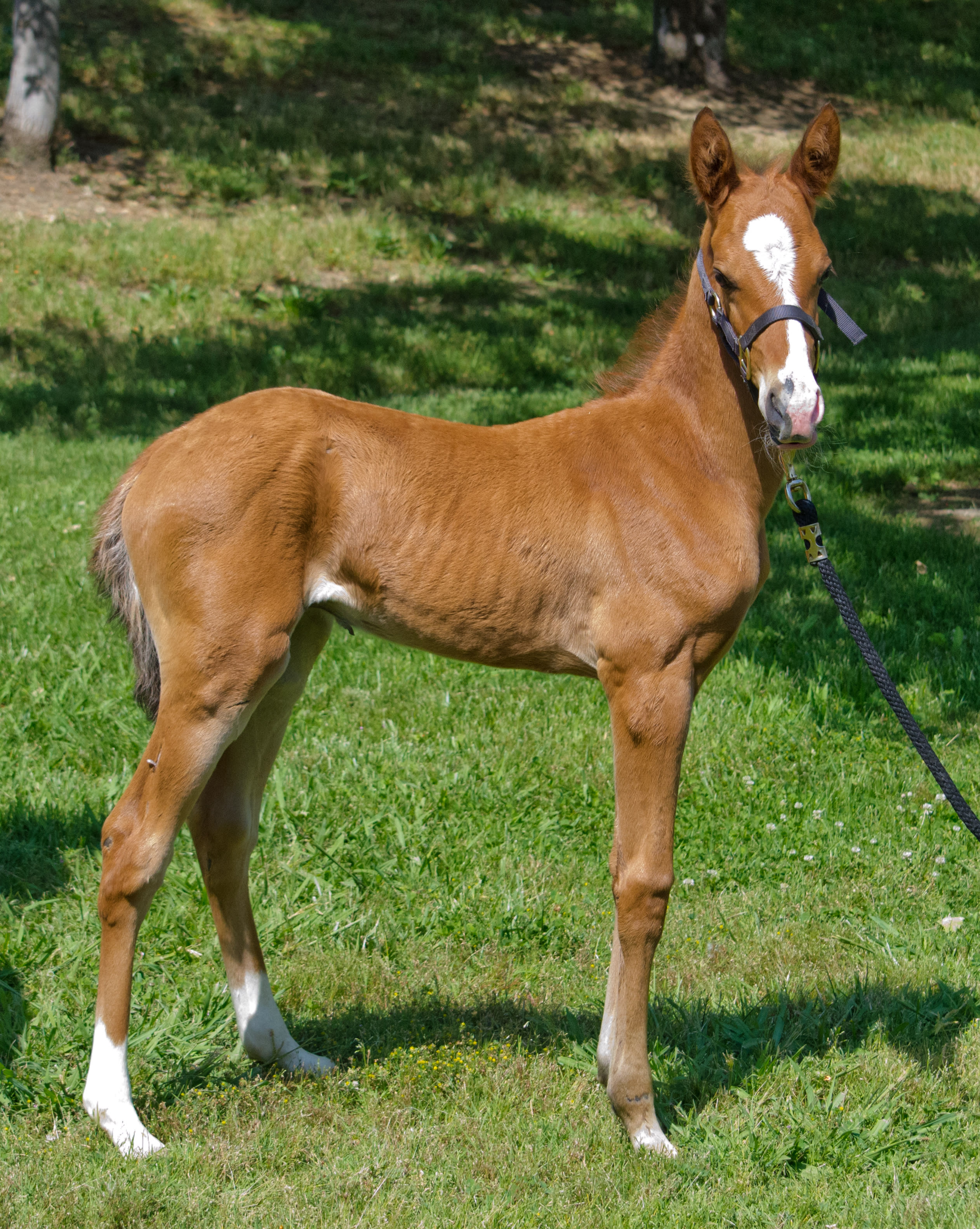 Kerkav, Akhal-Teke stallion