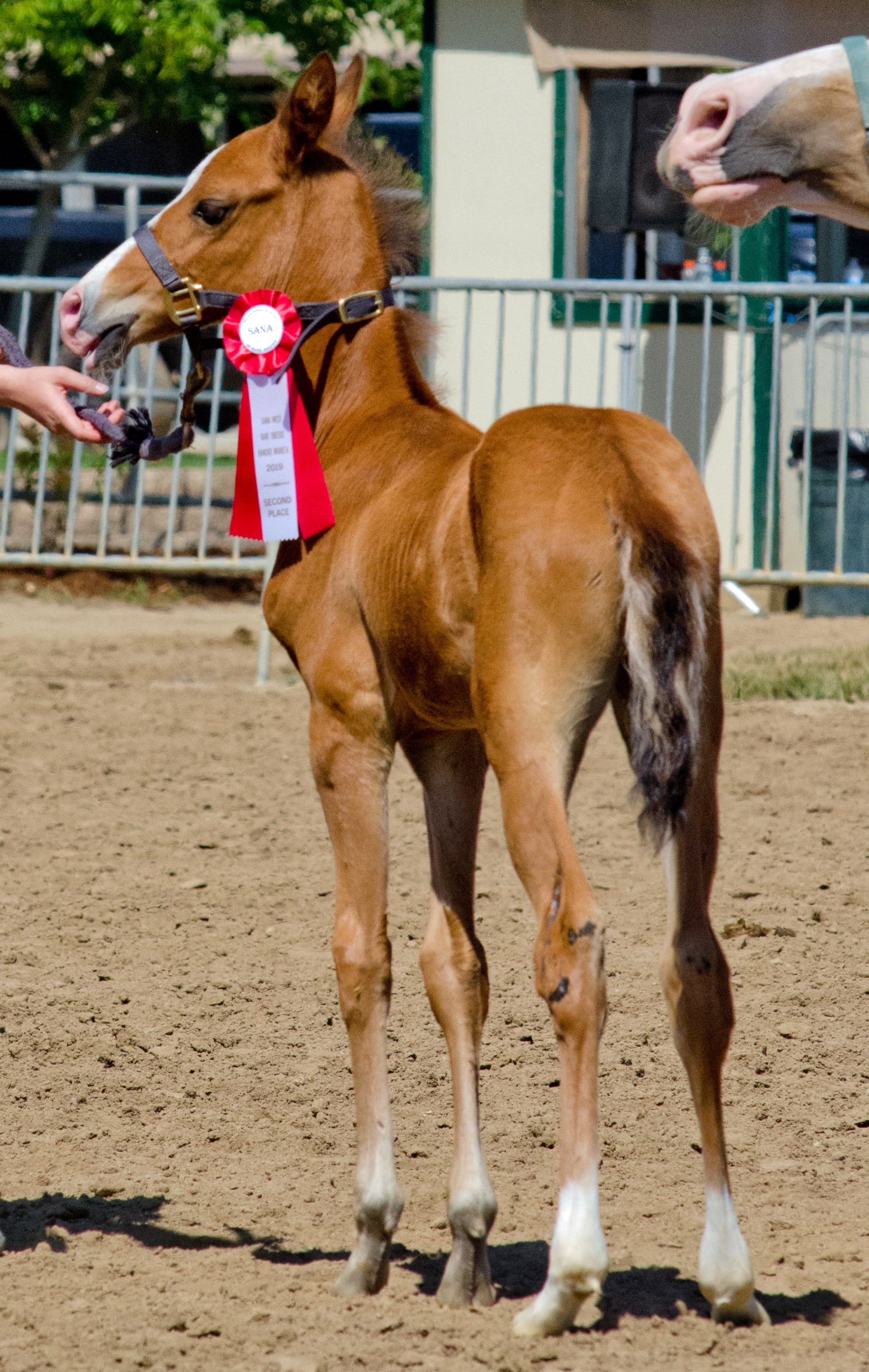 Kerkav, Akhal-Teke stallion