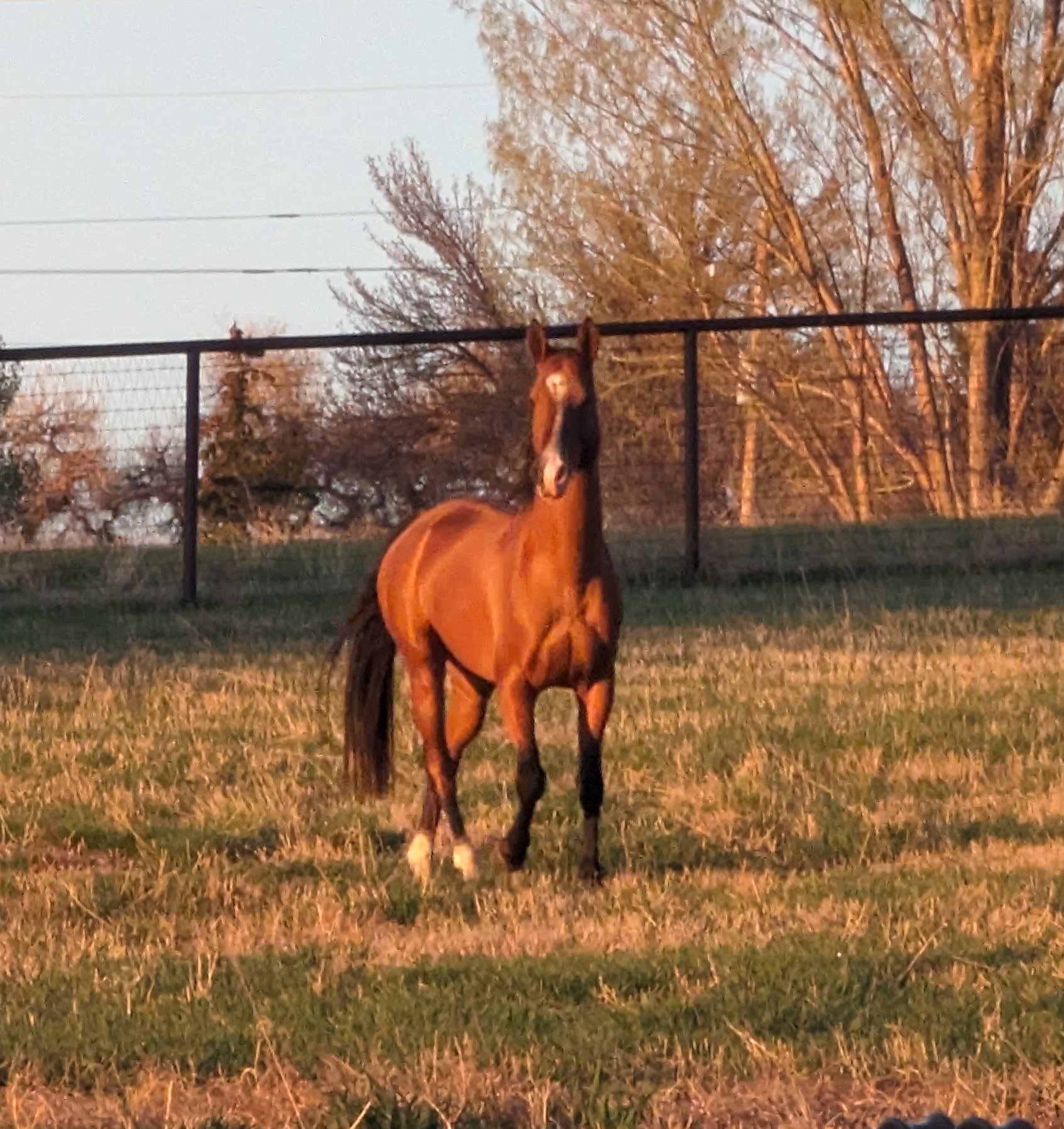 Kerkav, Akhal-Teke stallion