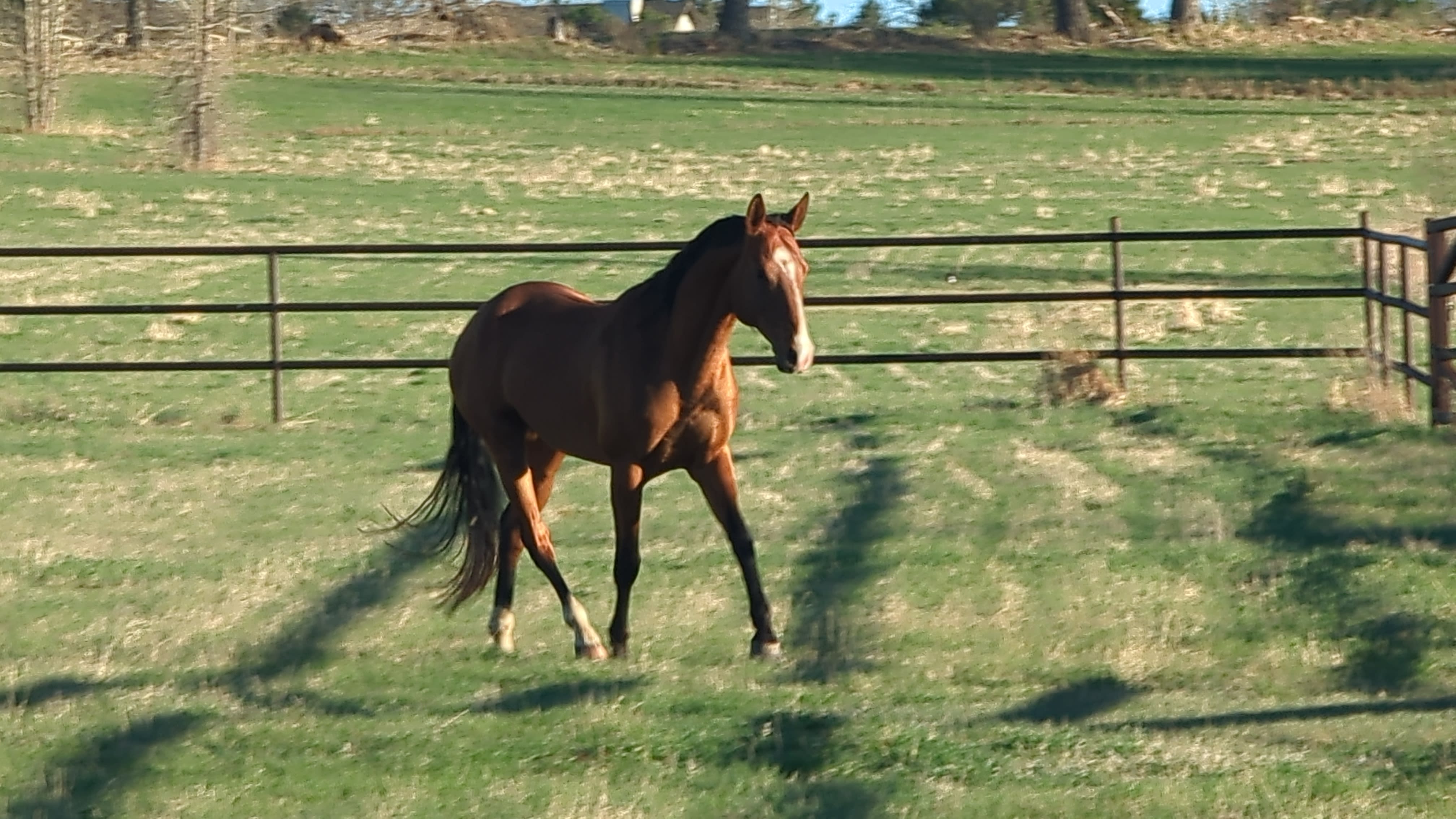 Kerkav, Akhal-Teke stallion