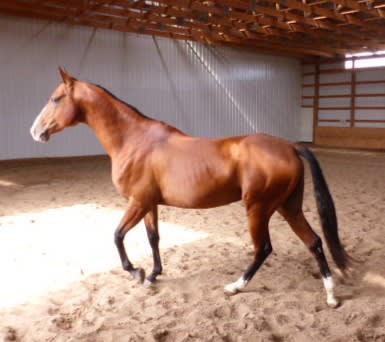 Kerkav, Akhal-Teke stallion