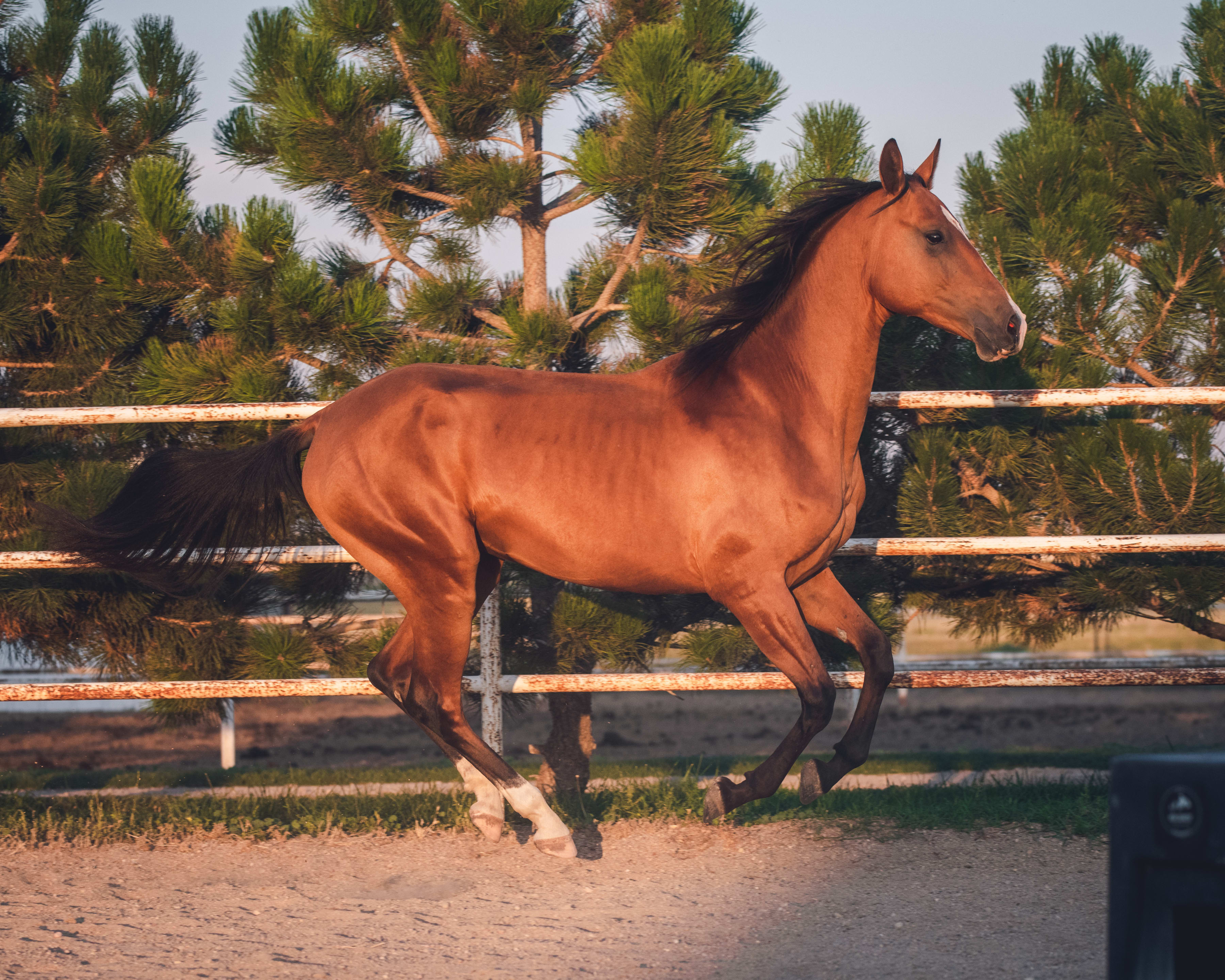 Kerkav, Akhal-Teke stallion