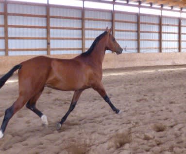 Kerkav, Akhal-Teke stallion