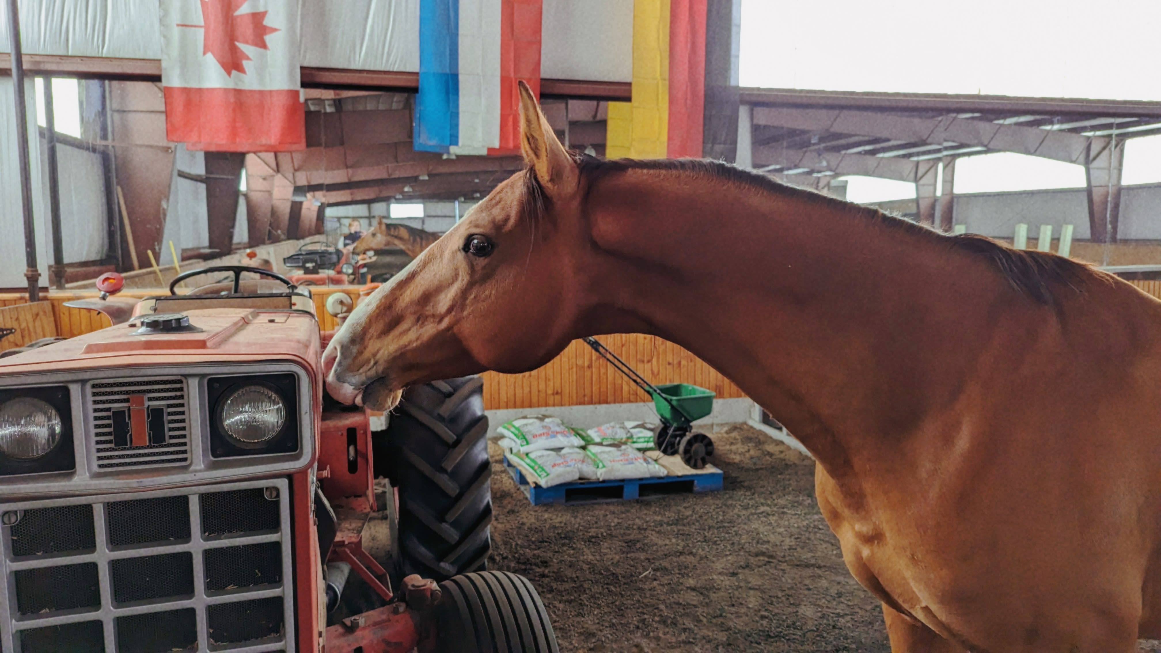 Kerkav, Akhal-Teke stallion