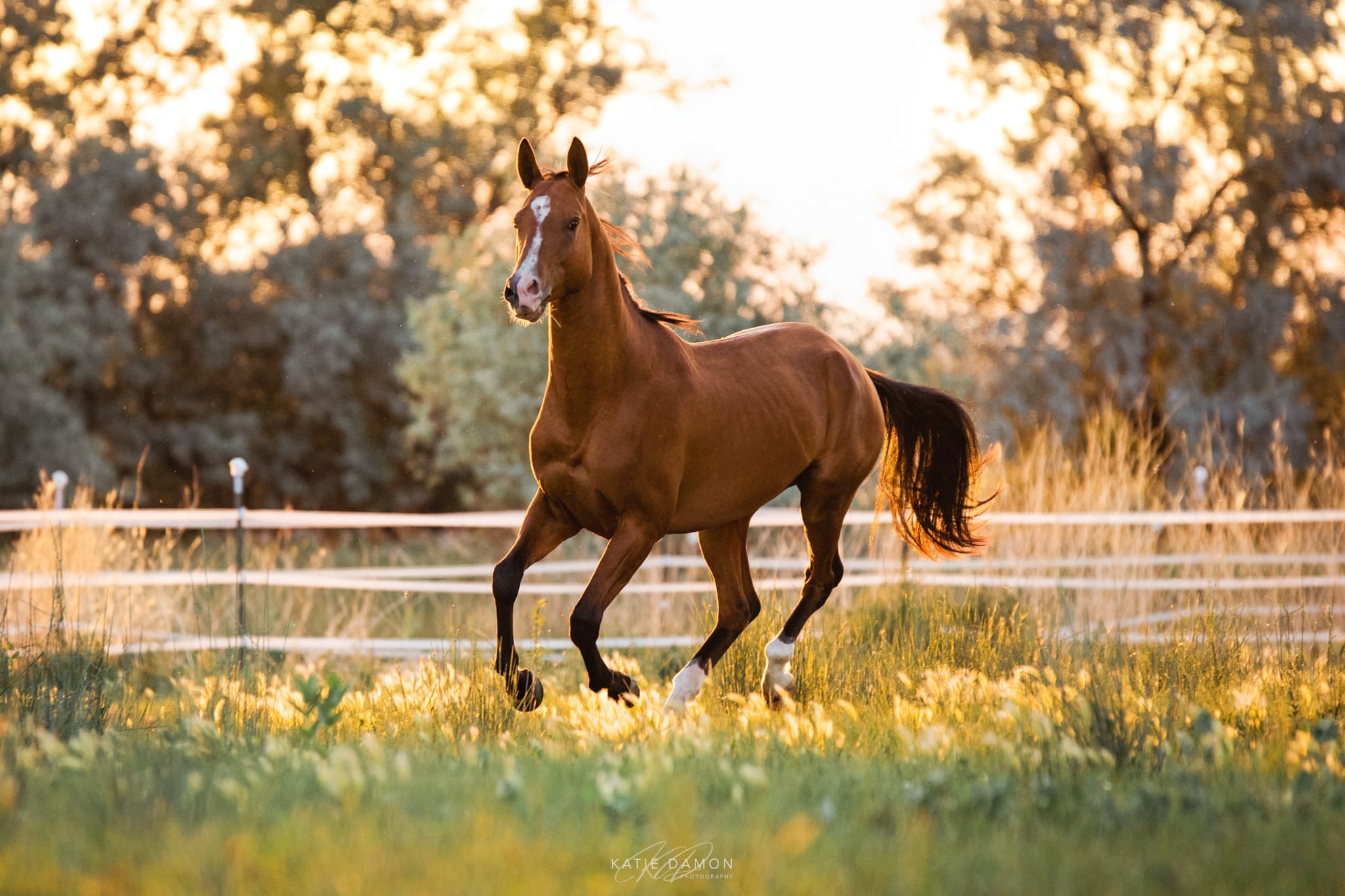 Kerkav, Akhal-Teke stallion