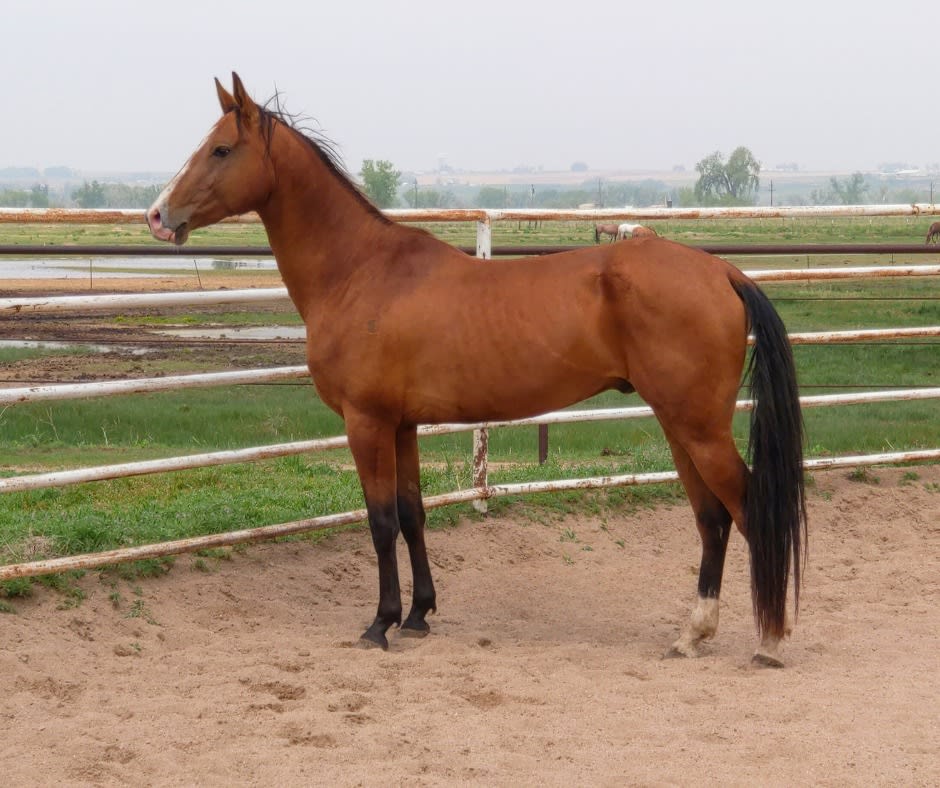 Kerkav, Akhal-Teke stallion