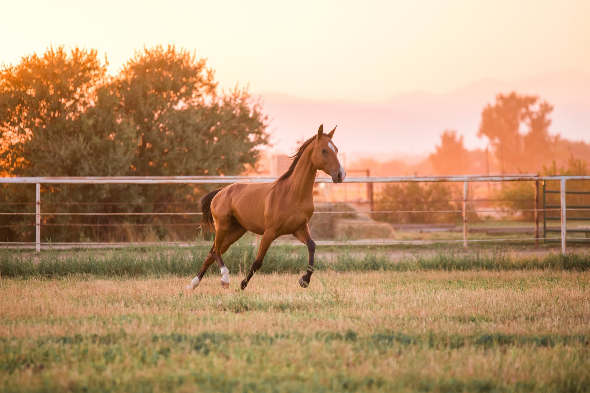 Kerkav, Akhal-Teke stallion