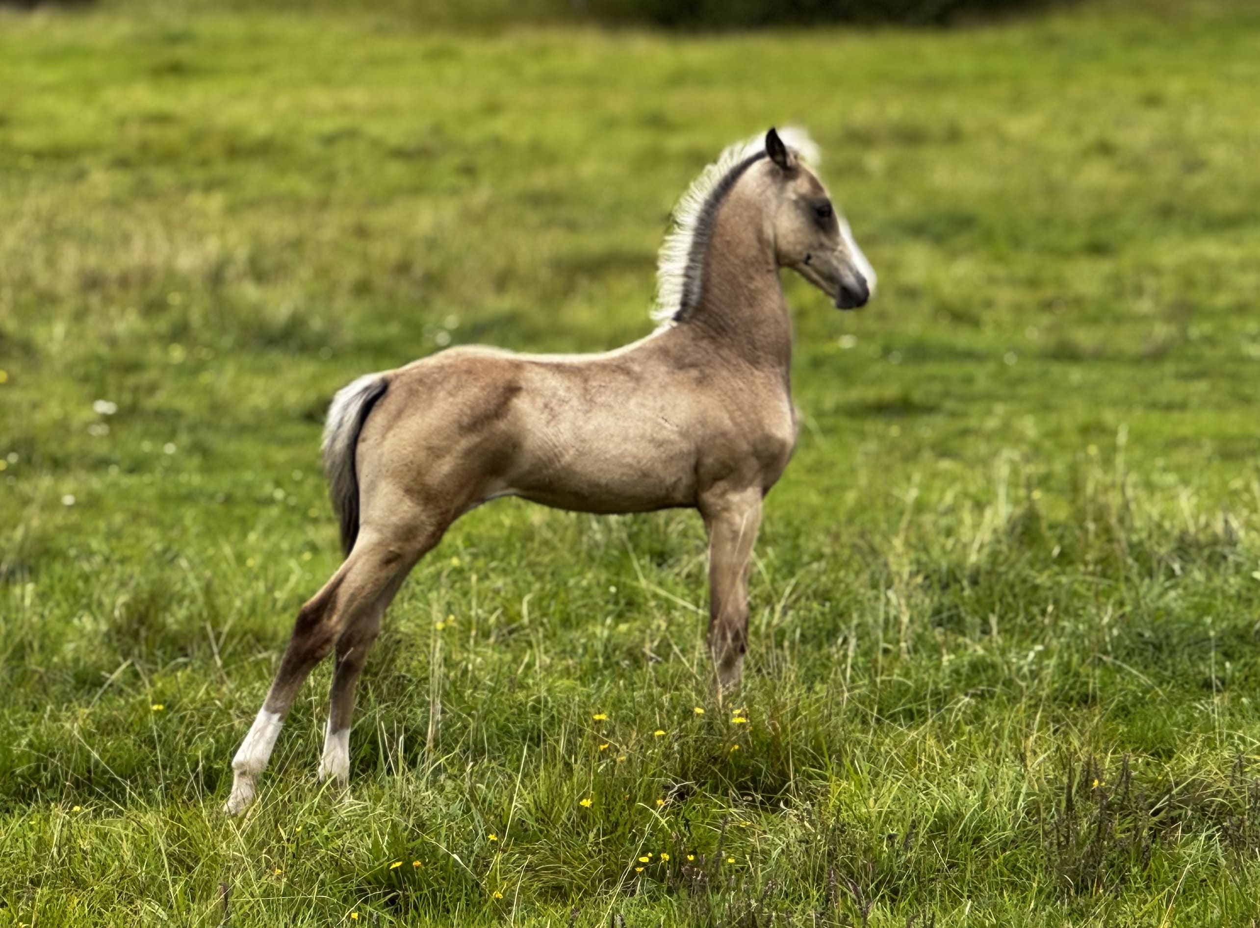 Kiza EST, young purebred Akhal-Teke
