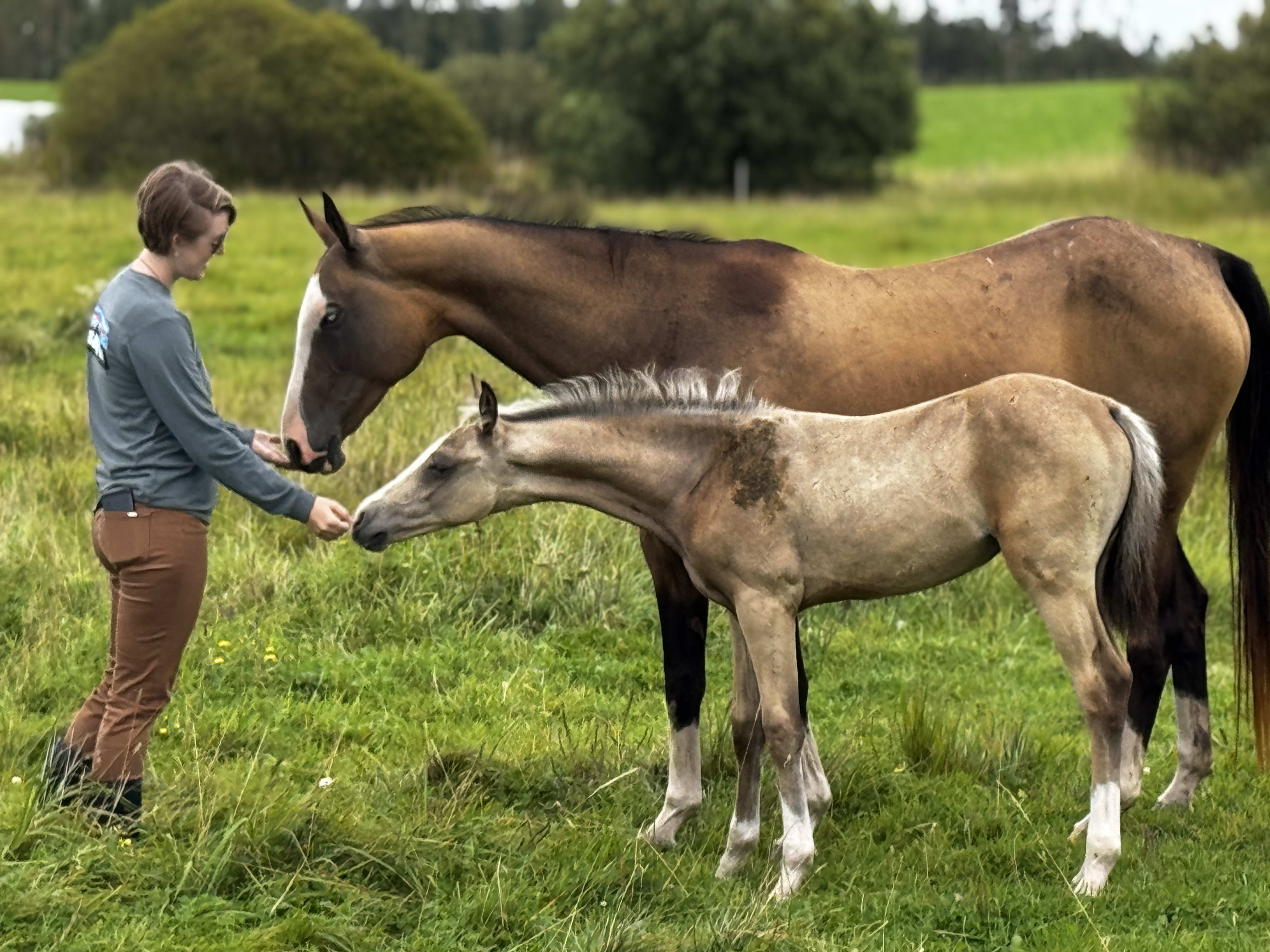 Kiza EST, young purebred Akhal-Teke