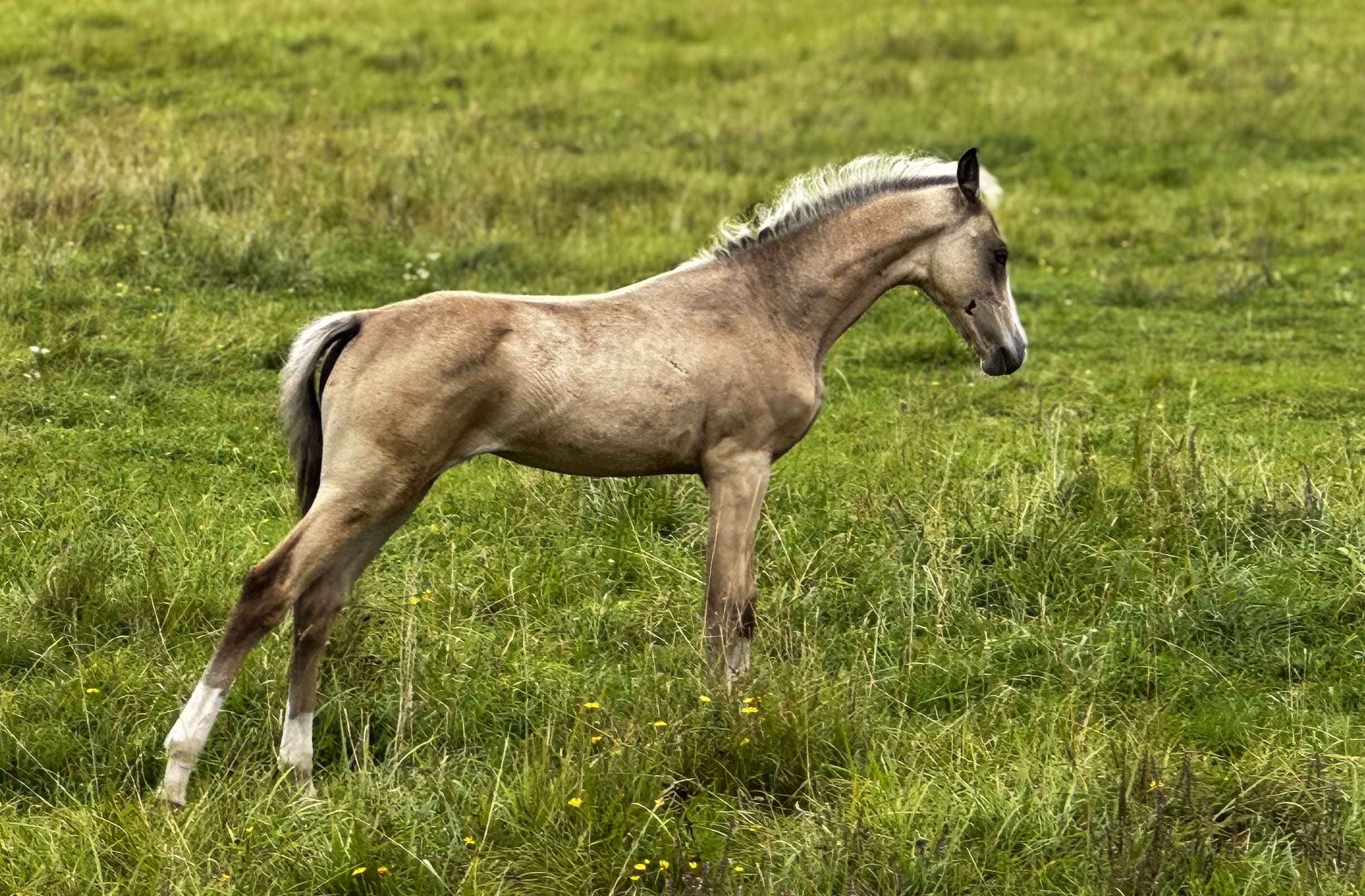 Kiza EST, young purebred Akhal-Teke