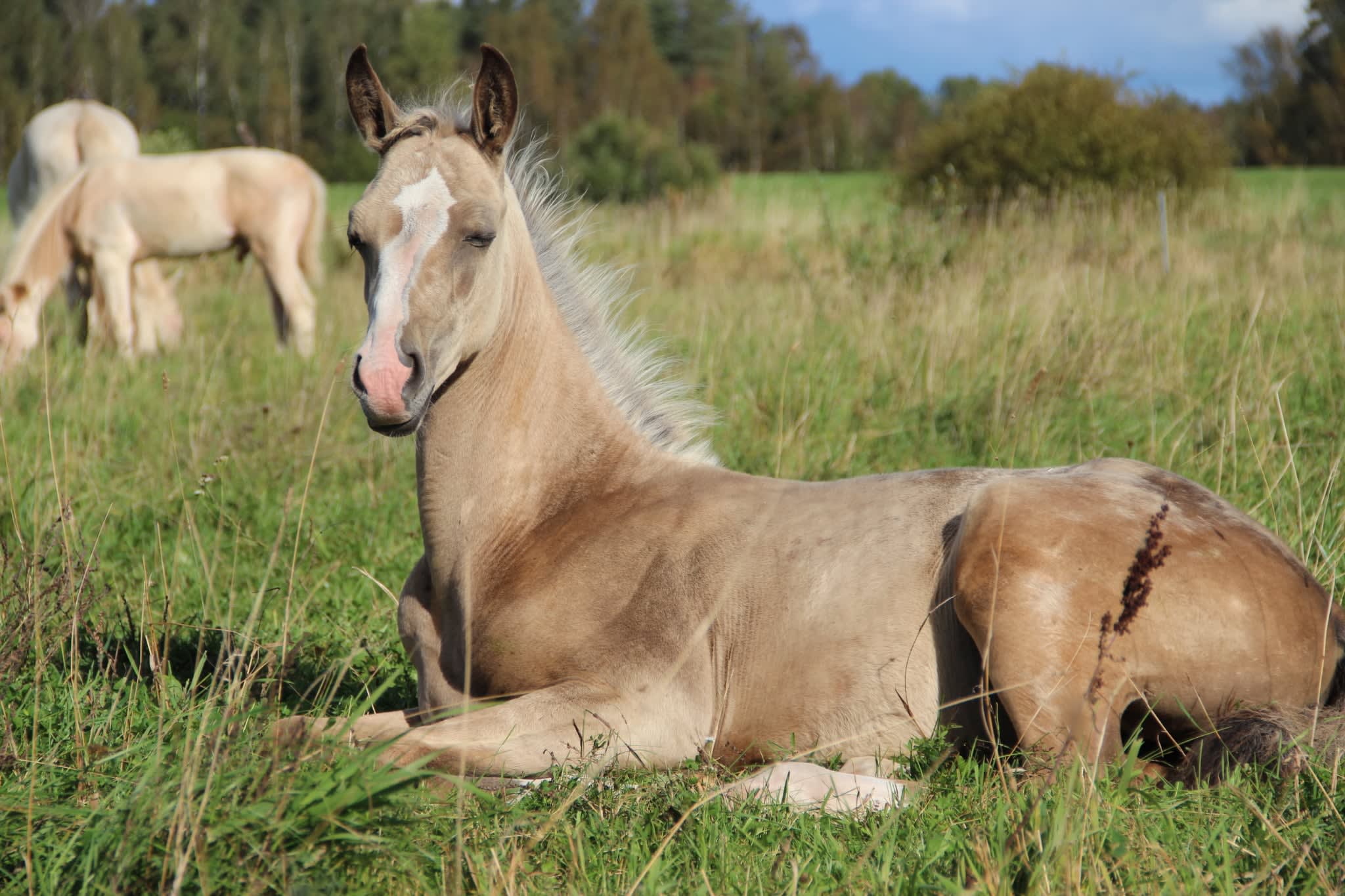 Kiza EST, young purebred Akhal-Teke