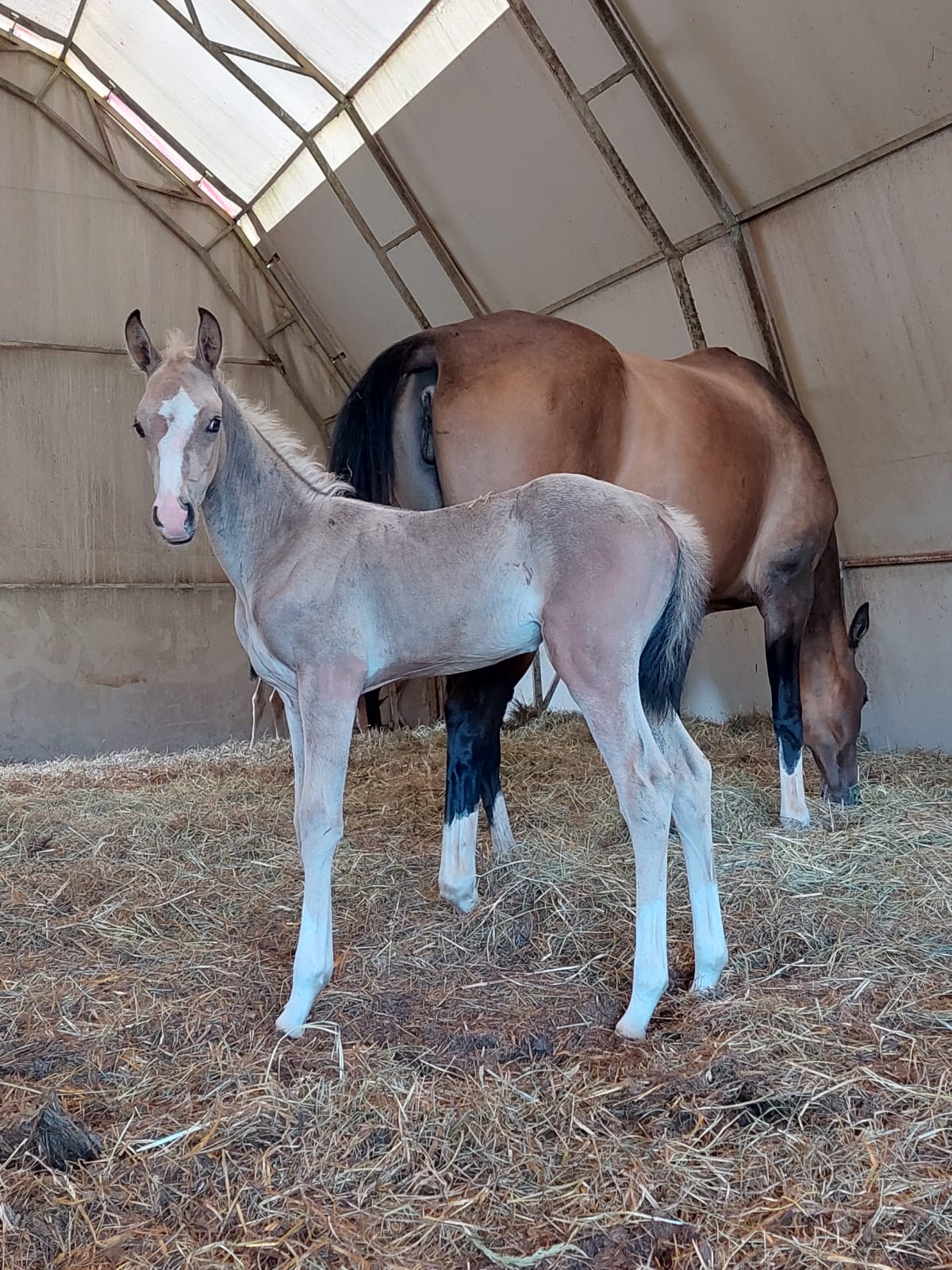 Kiza EST, young purebred Akhal-Teke