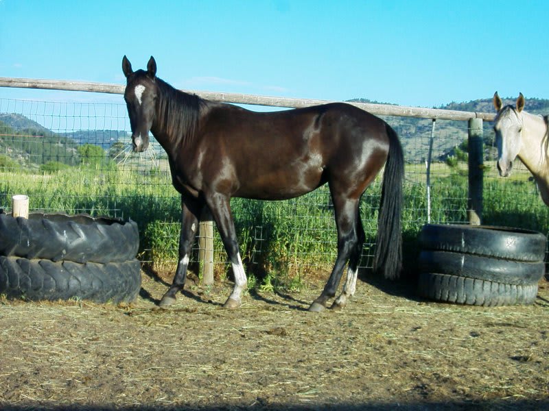 MV Manlayli, purebred Akhal-Teke mare