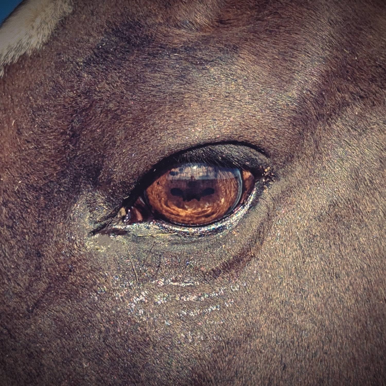 MV Manlayli, purebred Akhal-Teke mare