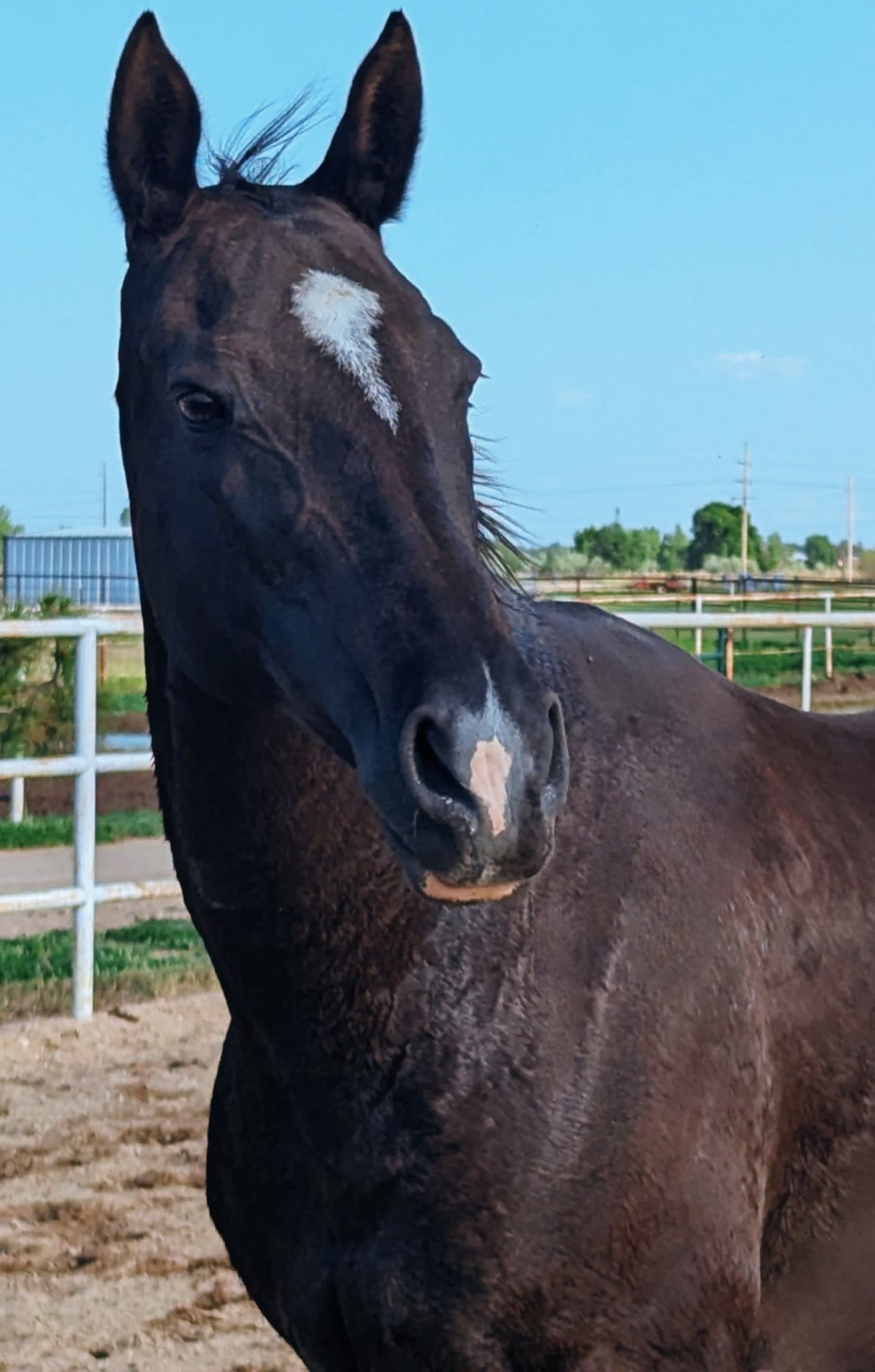 MV Manlayli, purebred Akhal-Teke mare