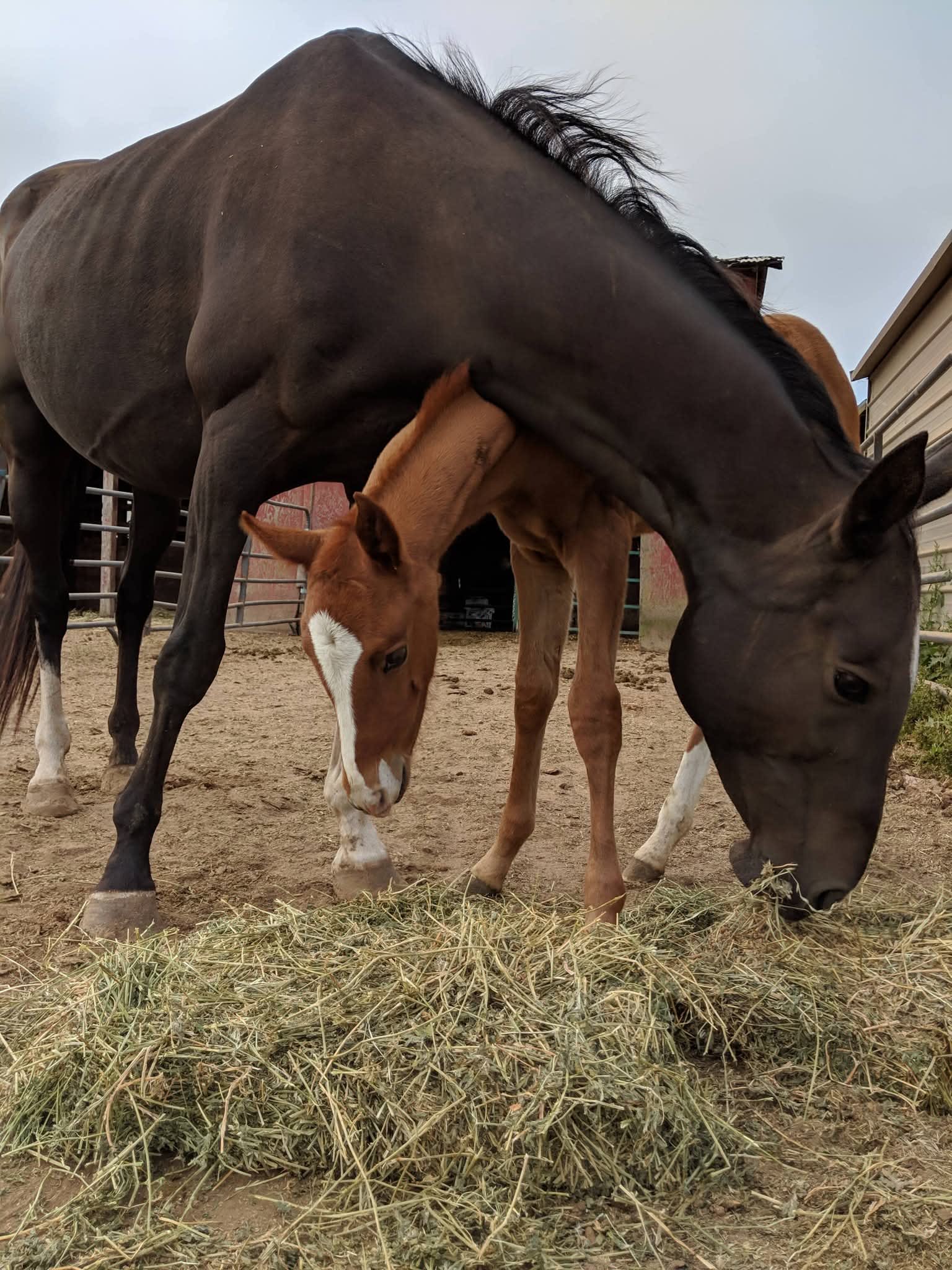 MV Manlayli, purebred Akhal-Teke mare
