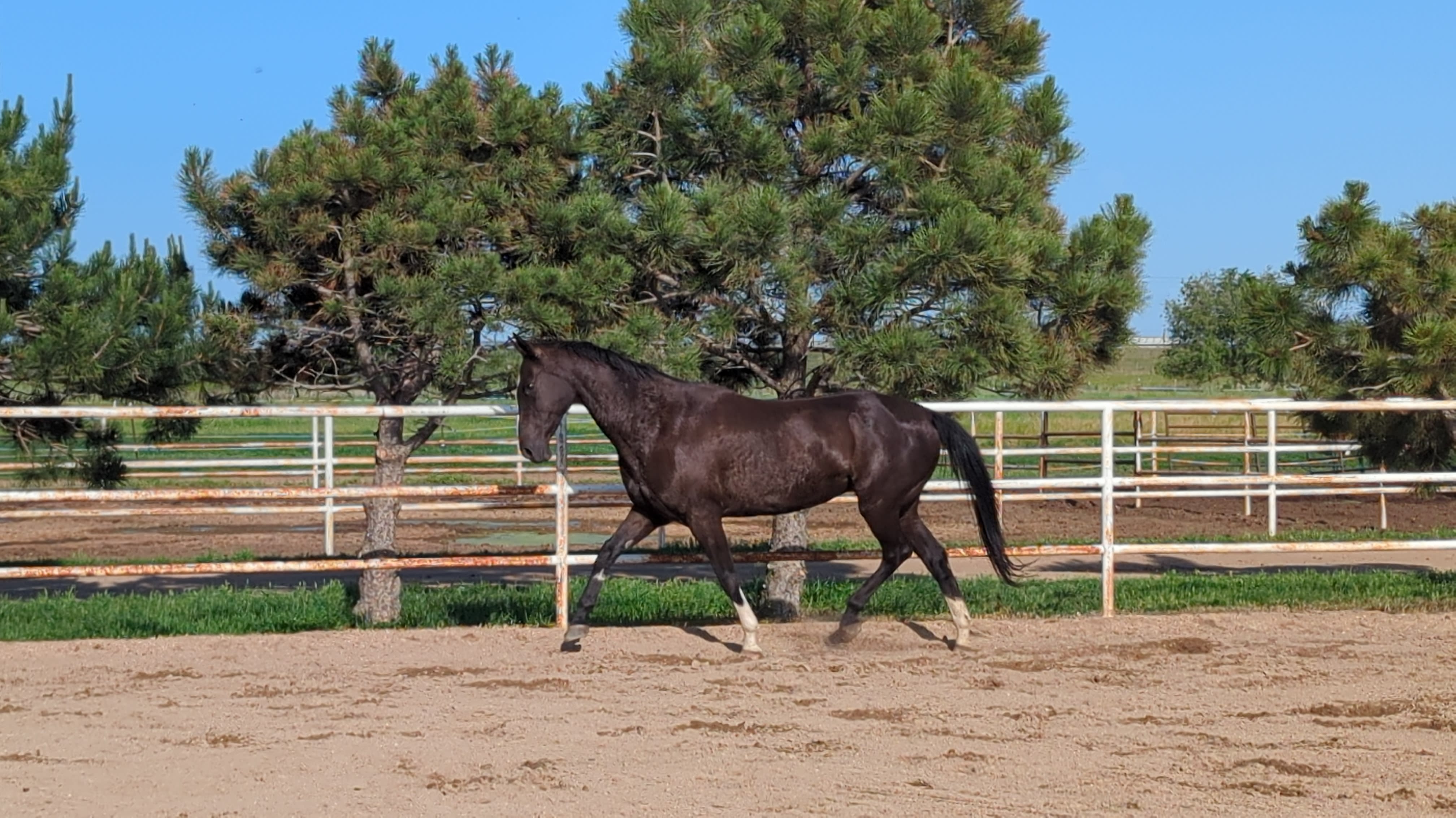 MV Manlayli, purebred Akhal-Teke mare