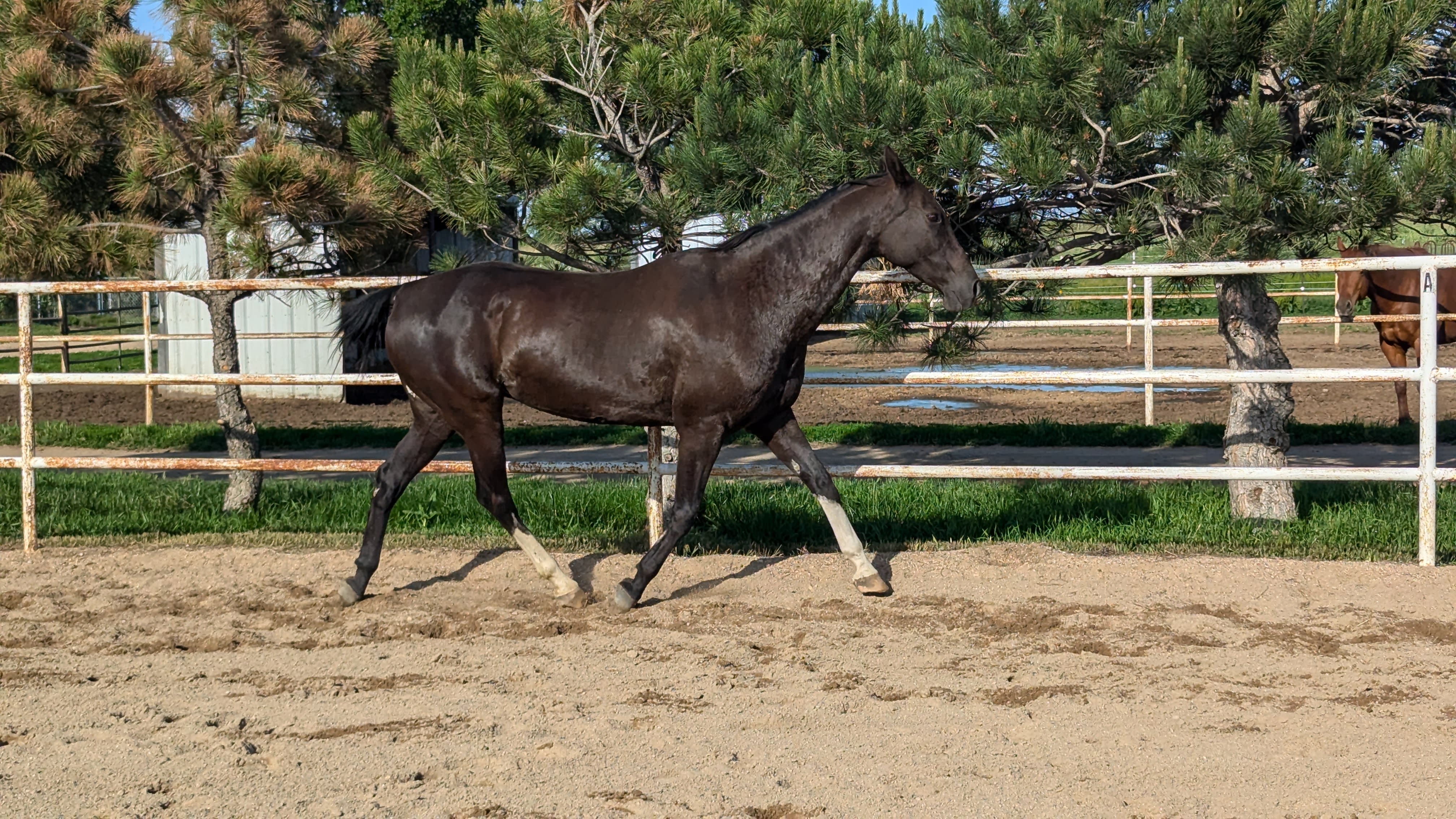 MV Manlayli, purebred Akhal-Teke mare