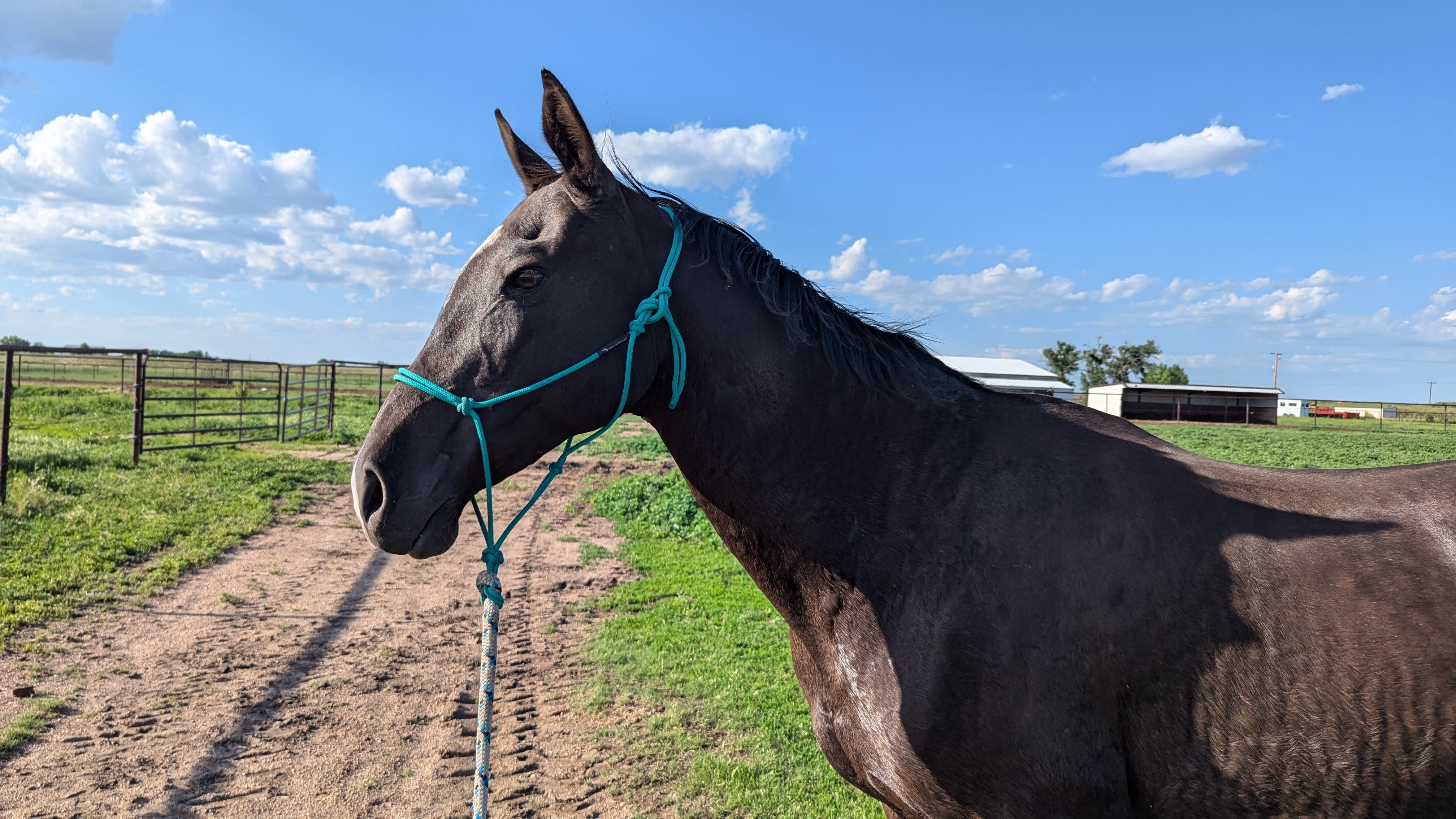 MV Manlayli, purebred Akhal-Teke mare