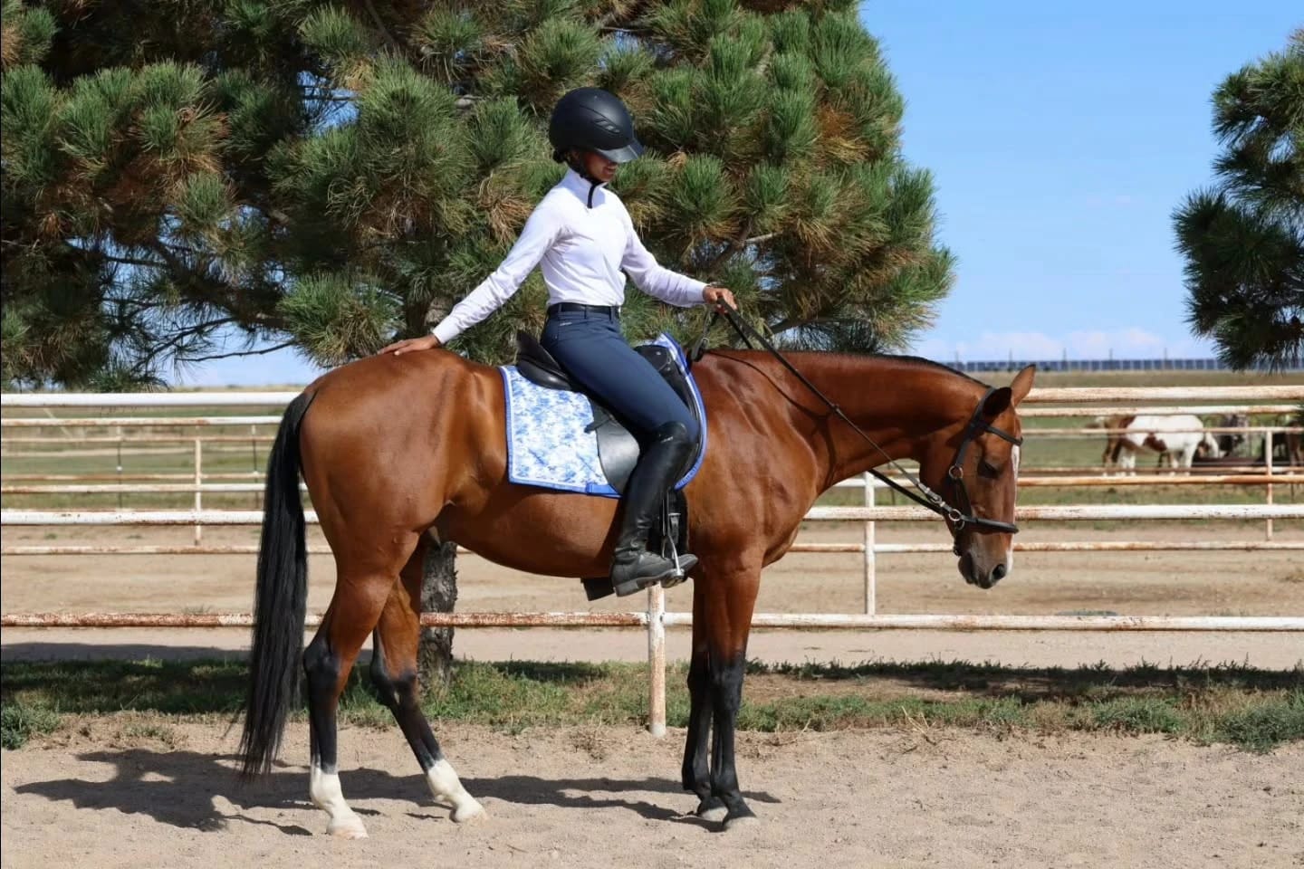 Stallion Kerkav Competes with Junior Rider in ATAA Virtual Show