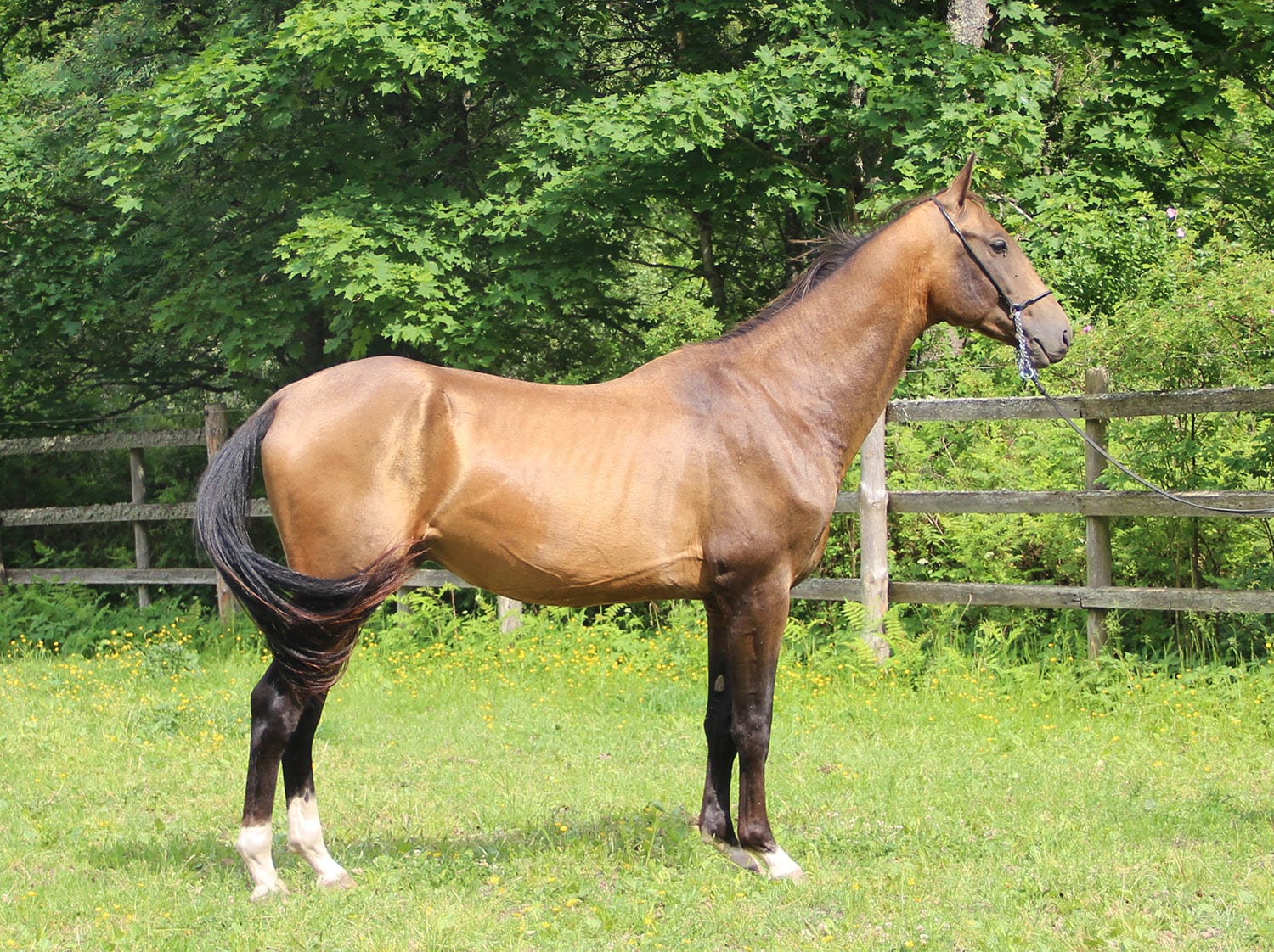 Chartak EST