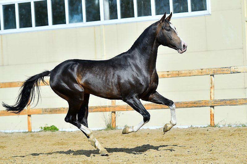 Galapker-Dacor