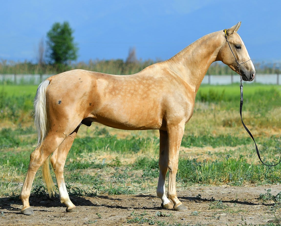 Sunkar-Dacor