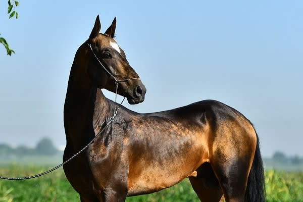 Akhal-Teke stallion standing in profile, head turned