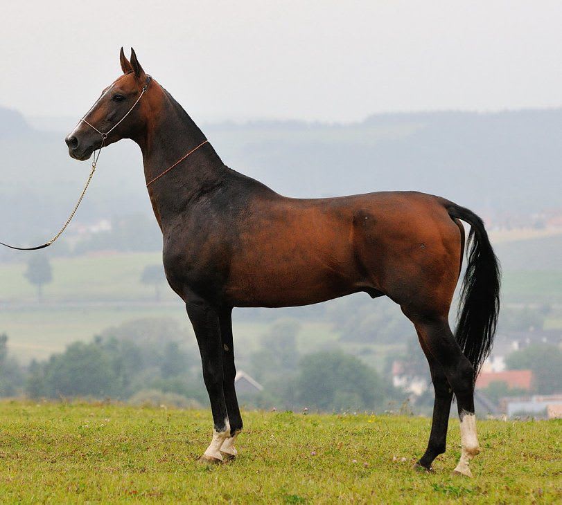 Perengistan